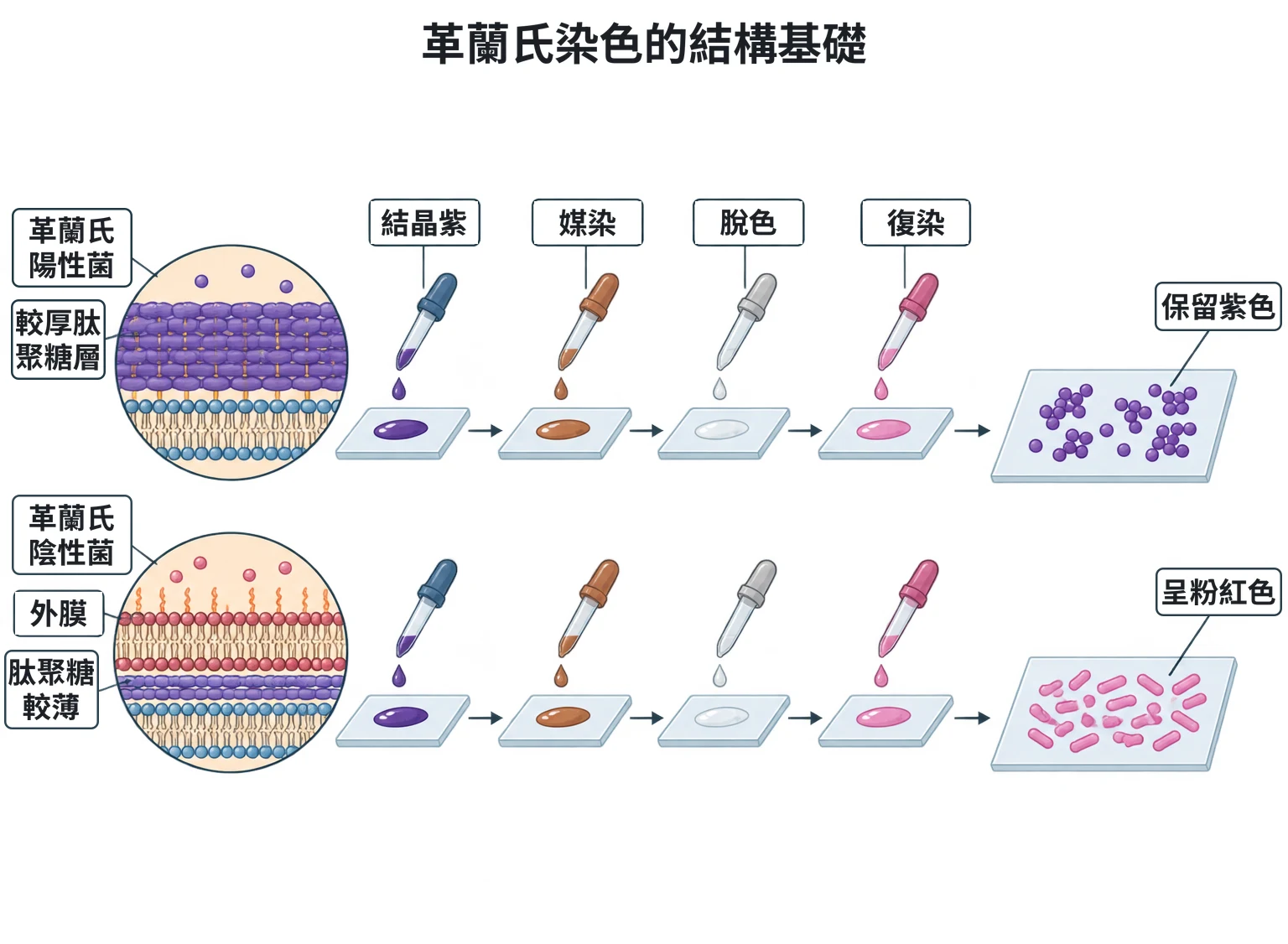 革蘭氏染色的結構基礎教學插圖