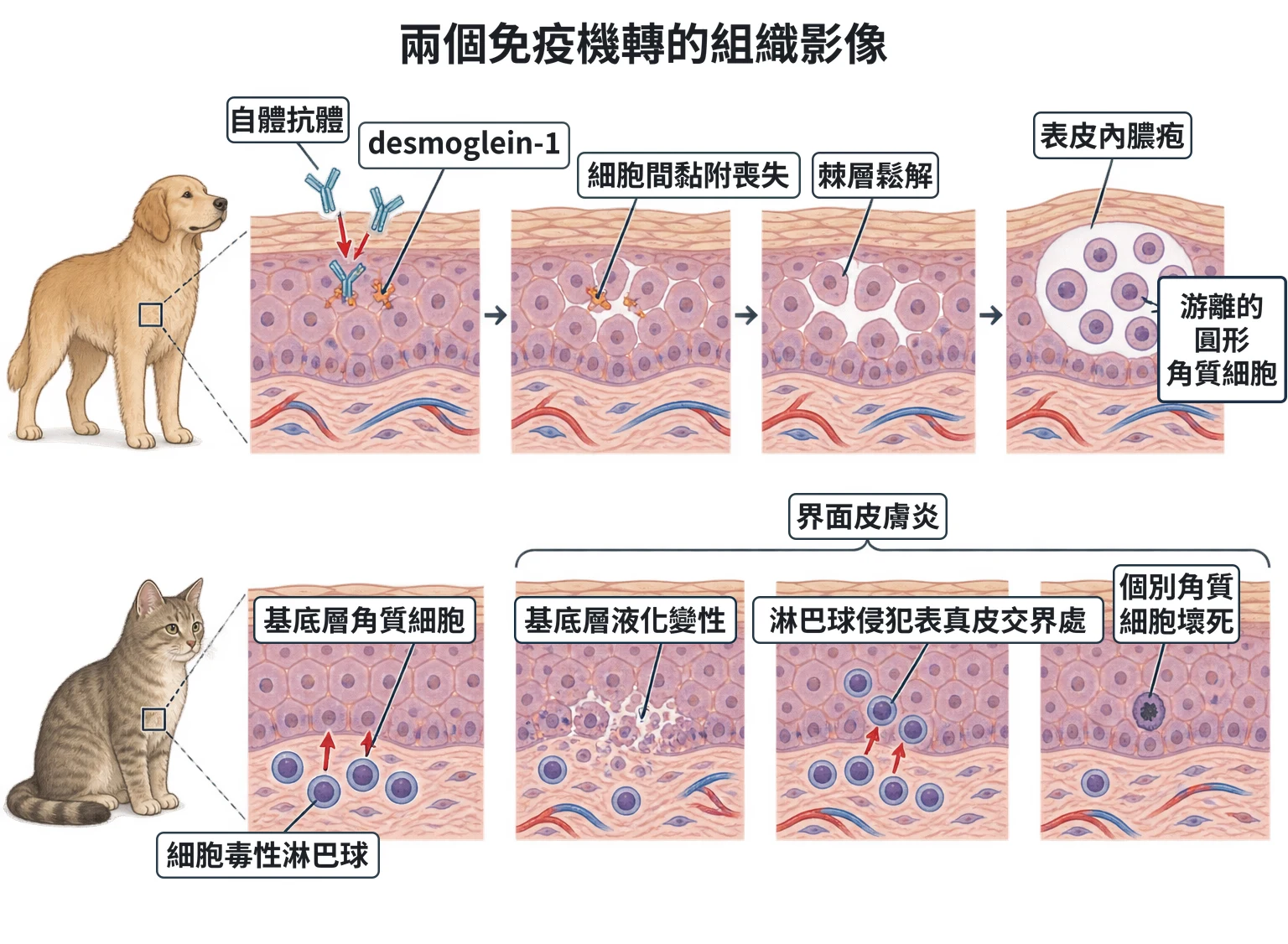 兩個免疫機轉的組織影像教學插圖