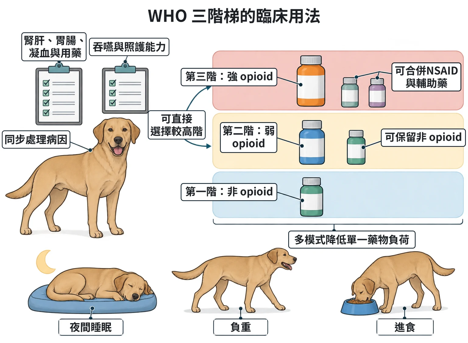 WHO 三階梯的臨床用法教學插圖