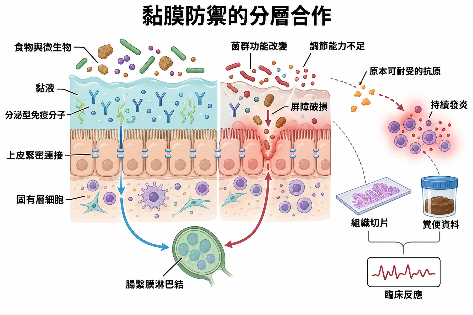 黏膜防禦的分層合作教學插圖
