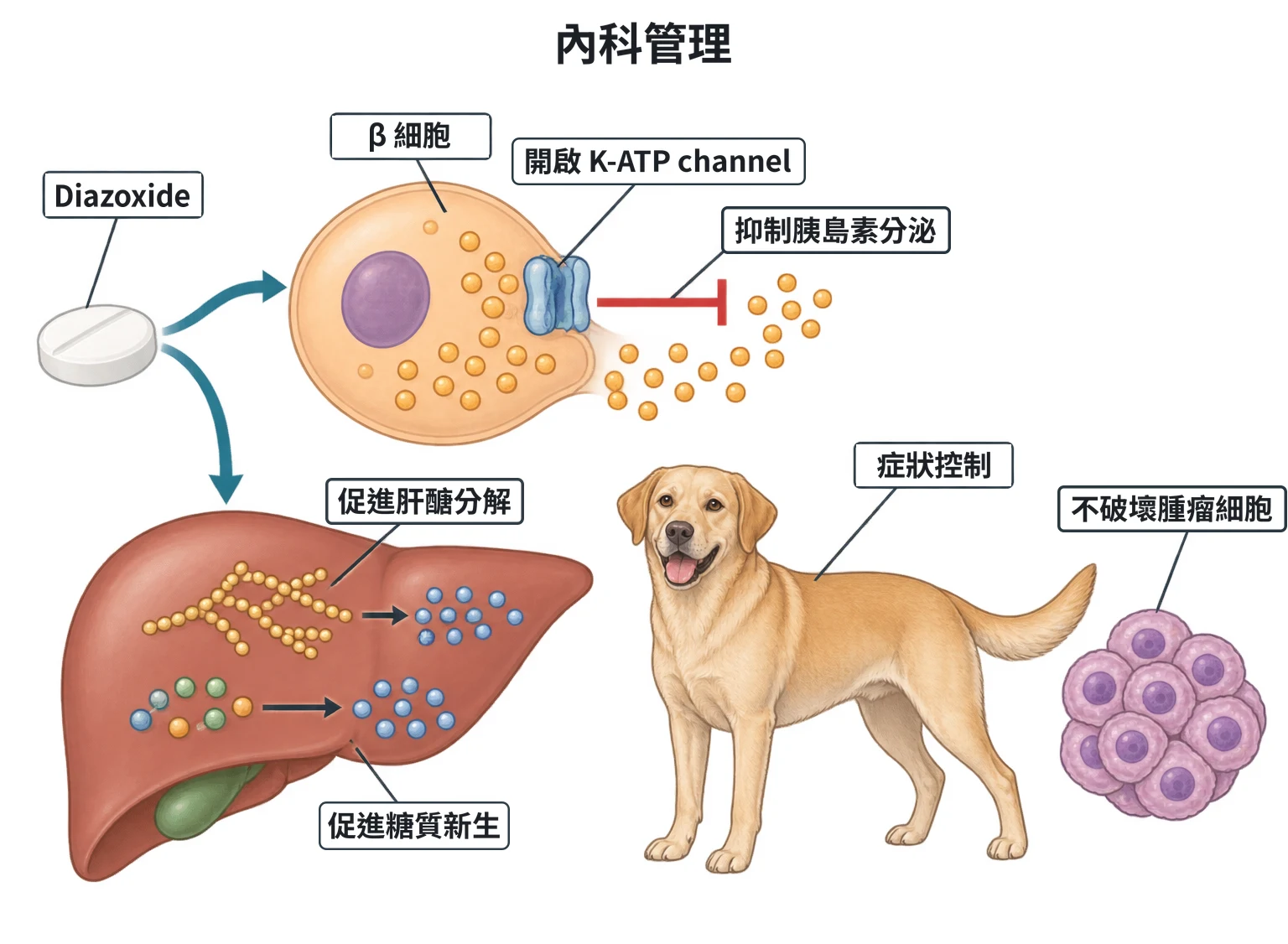 內科管理教學插圖