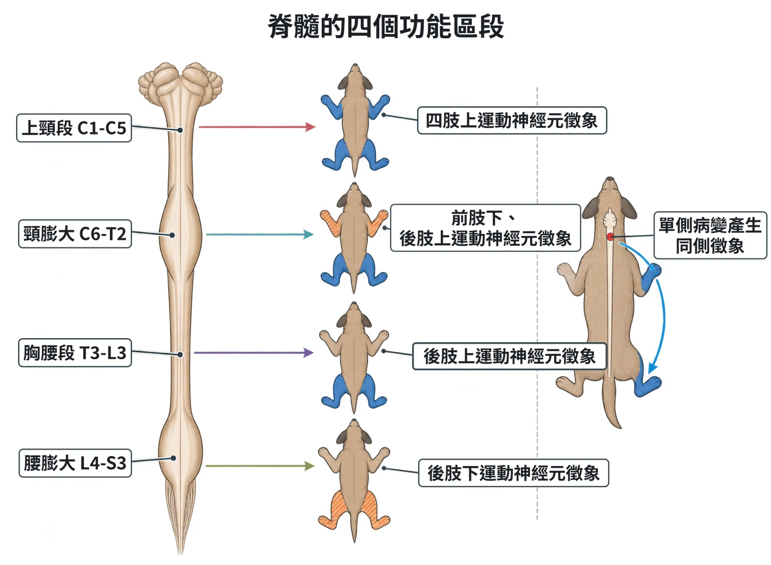 脊髓的四個功能區段教學插圖