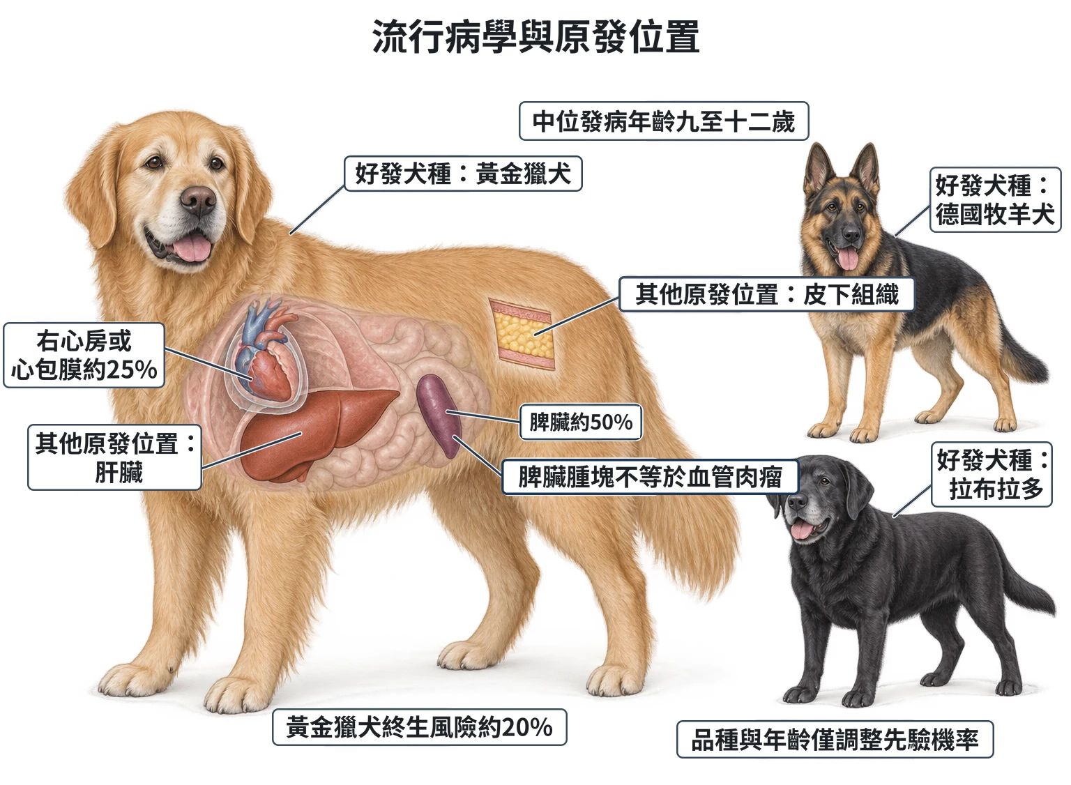 流行病學與原發位置教學插圖