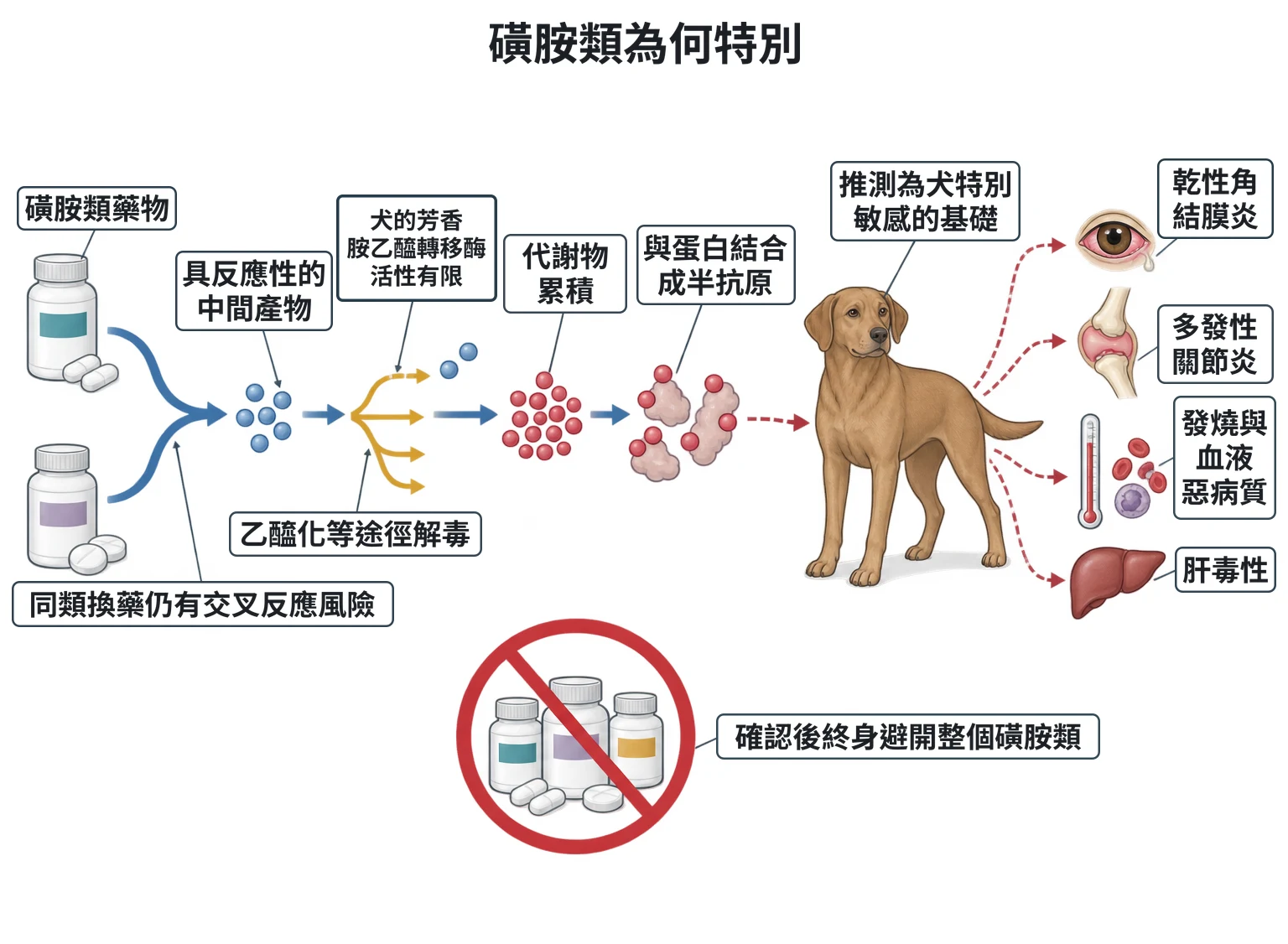 磺胺類為何特別教學插圖