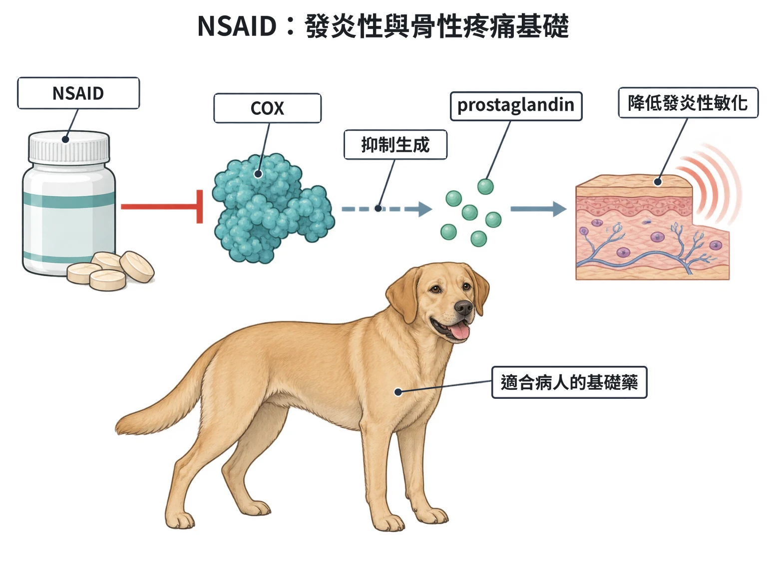 NSAID:發炎性與骨性疼痛基礎教學插圖