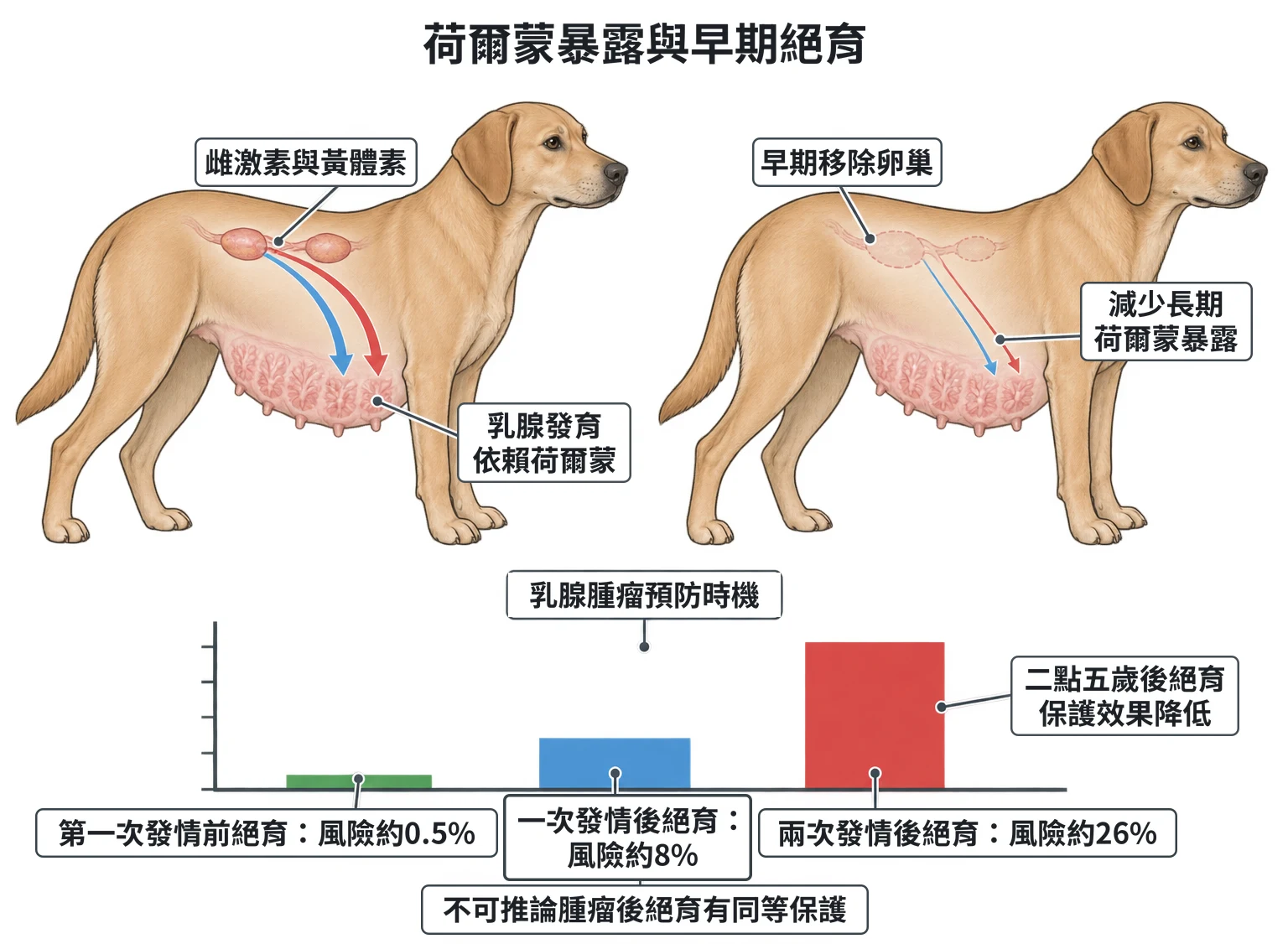 荷爾蒙暴露與早期絕育教學插圖