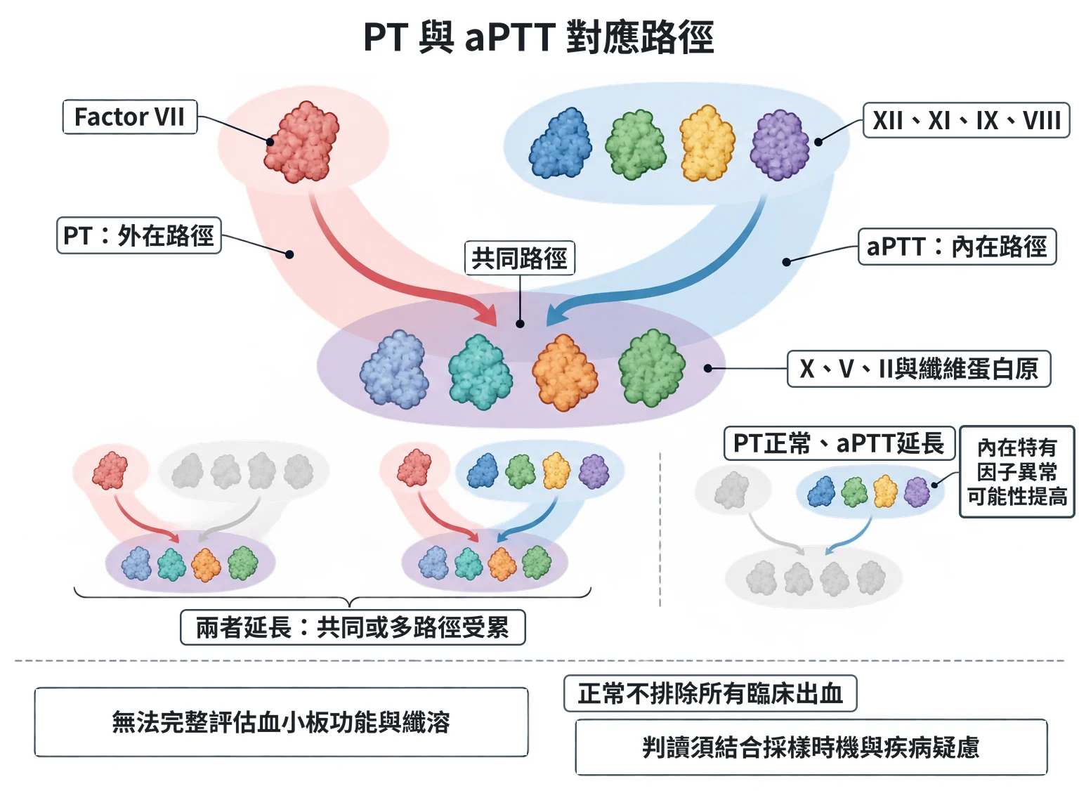 PT 與 aPTT 對應路徑教學插圖