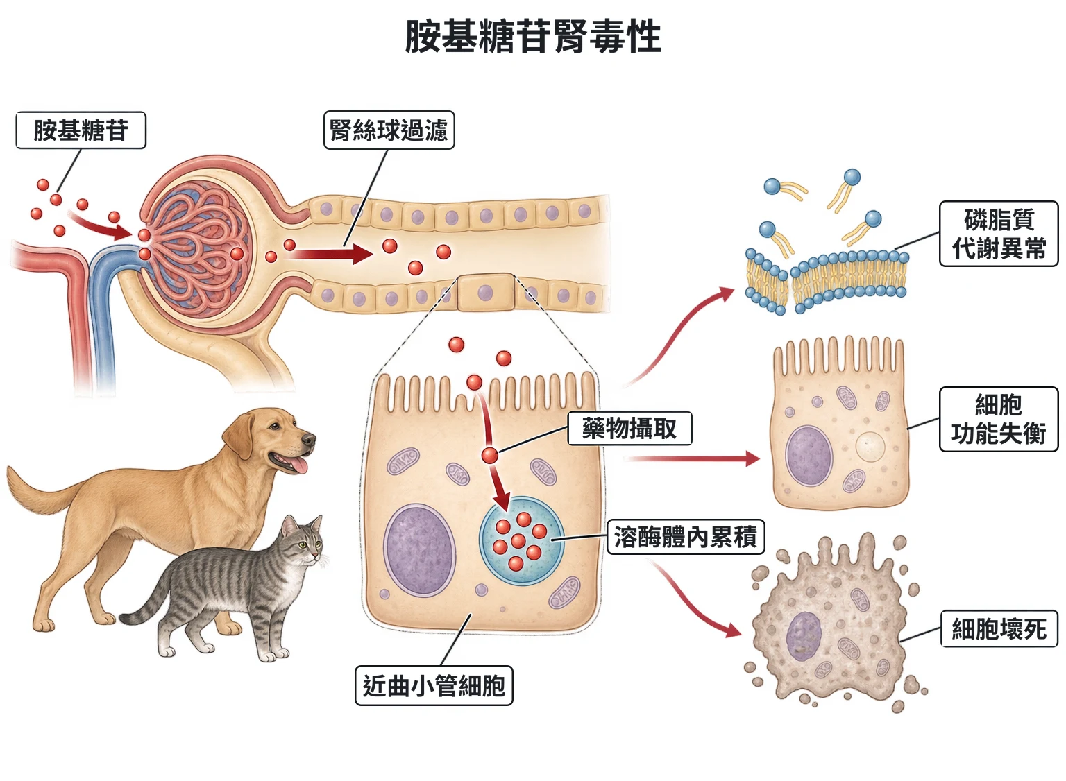 胺基糖苷腎毒性教學插圖