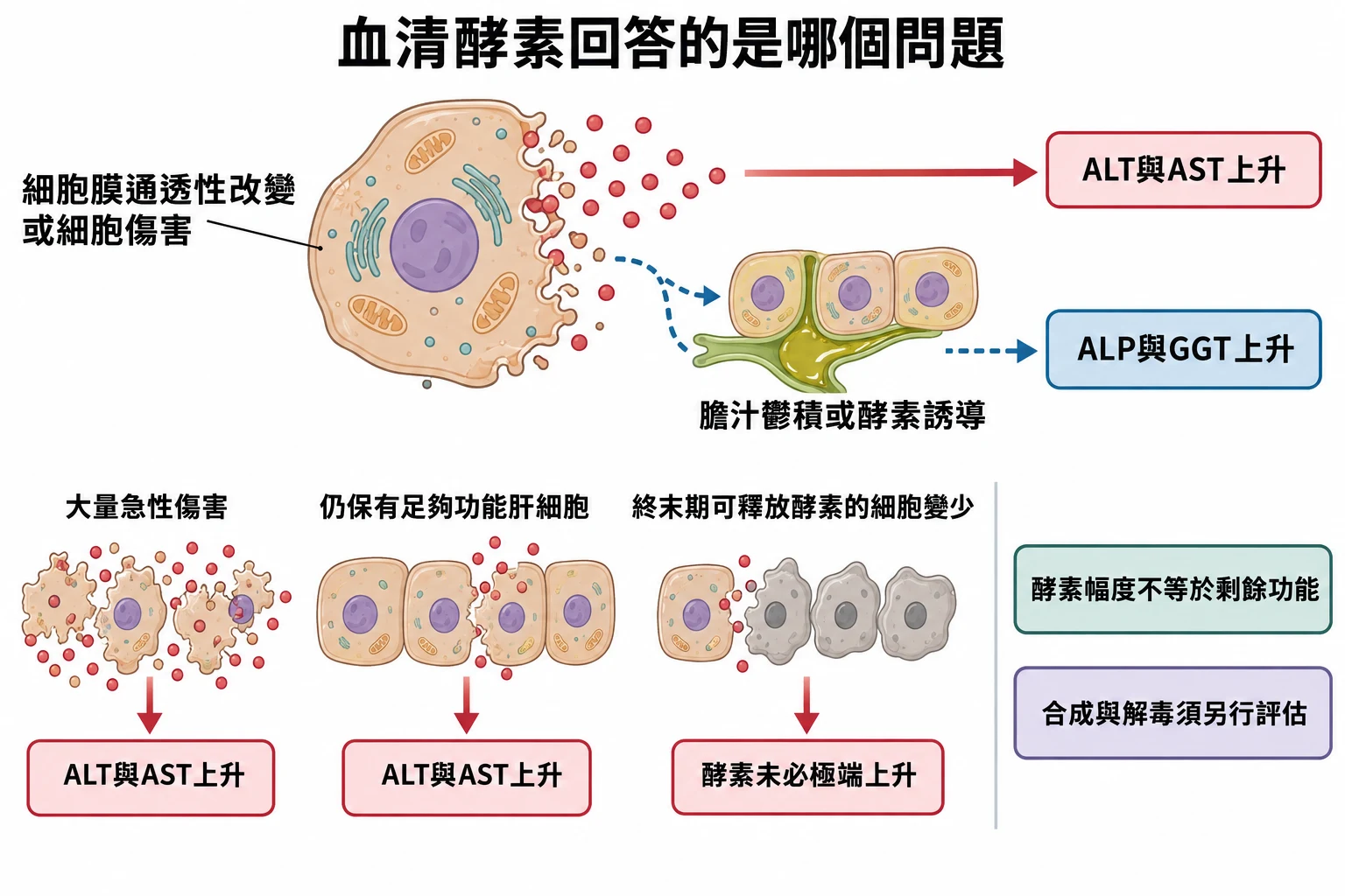 血清酵素回答的是哪個問題教學插圖