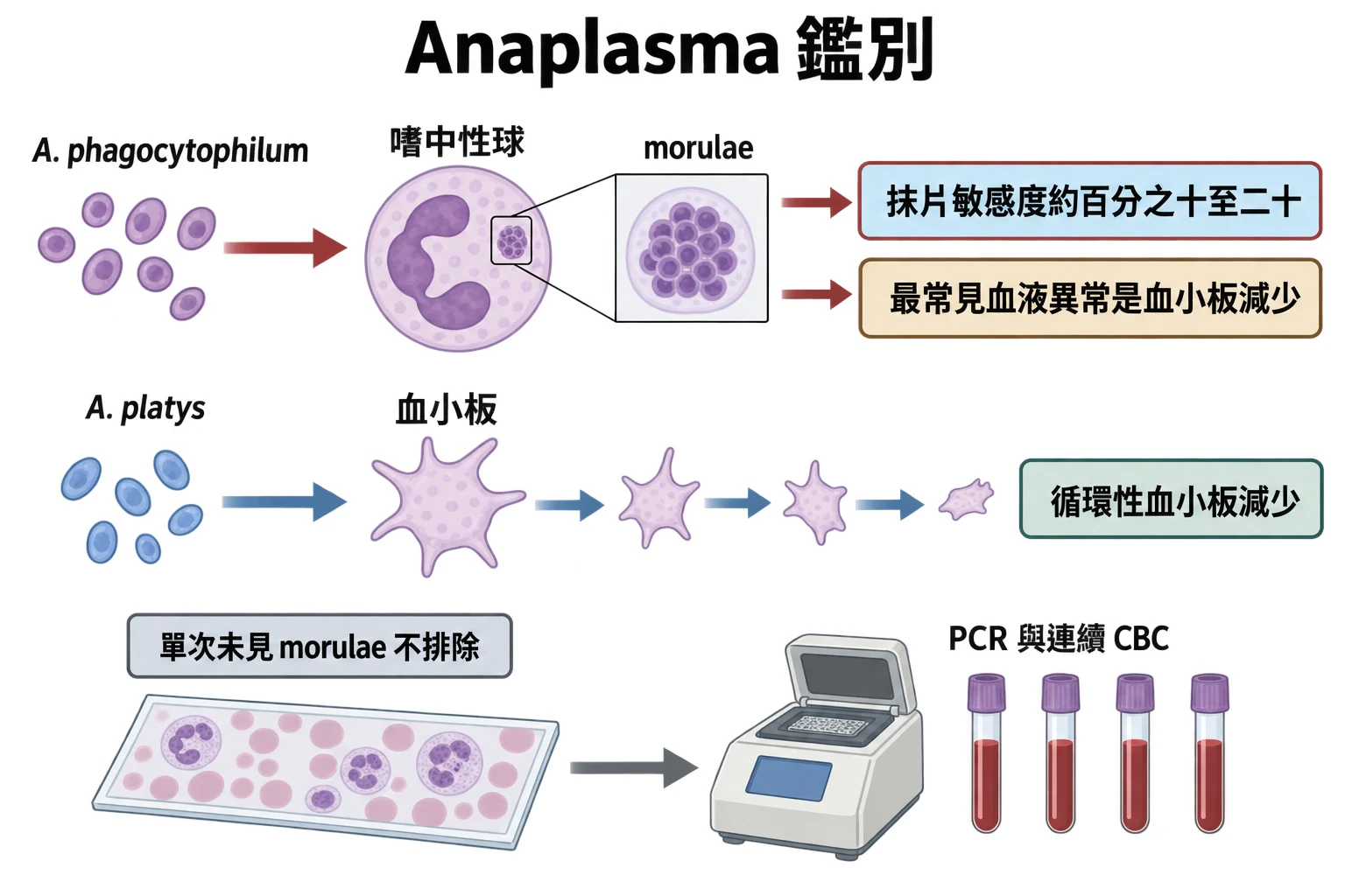 Anaplasma 鑑別教學插圖