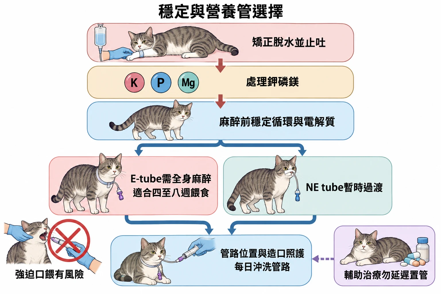 穩定與營養管選擇教學插圖