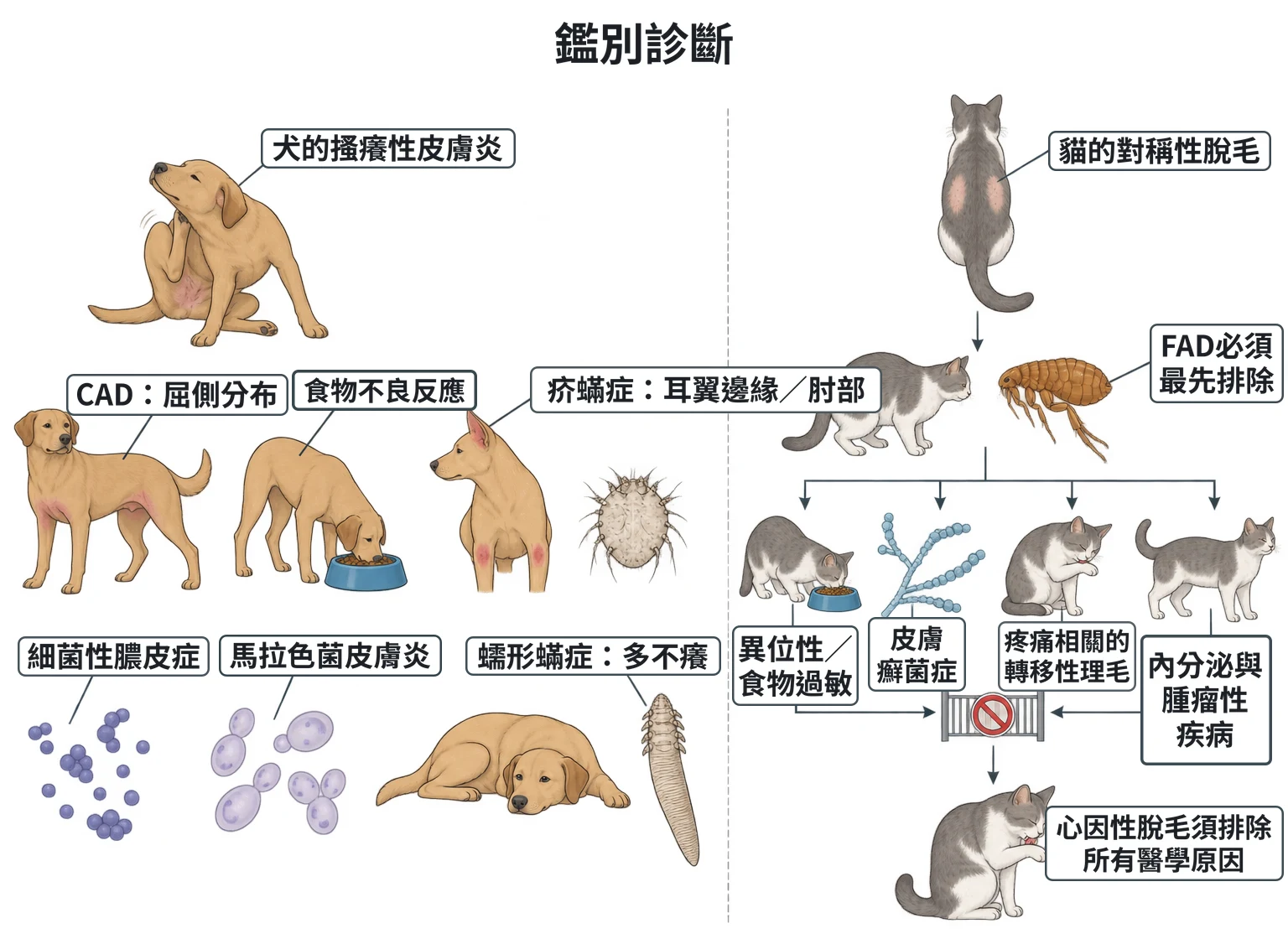 鑑別診斷教學插圖