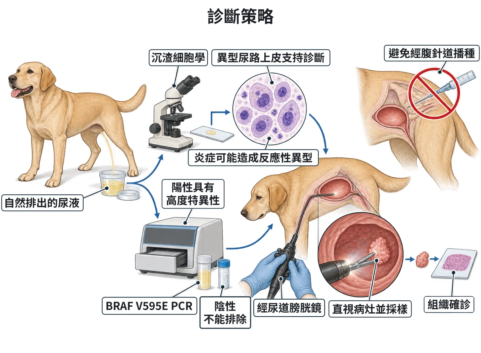 診斷策略教學插圖
