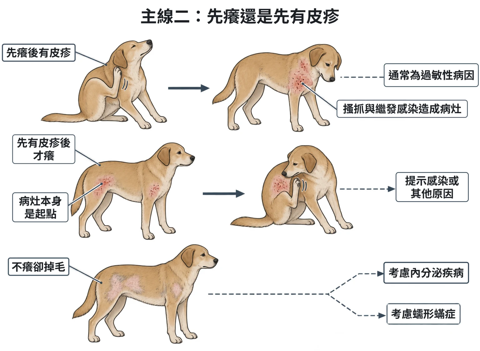 主線二:先癢還是先有皮疹教學插圖