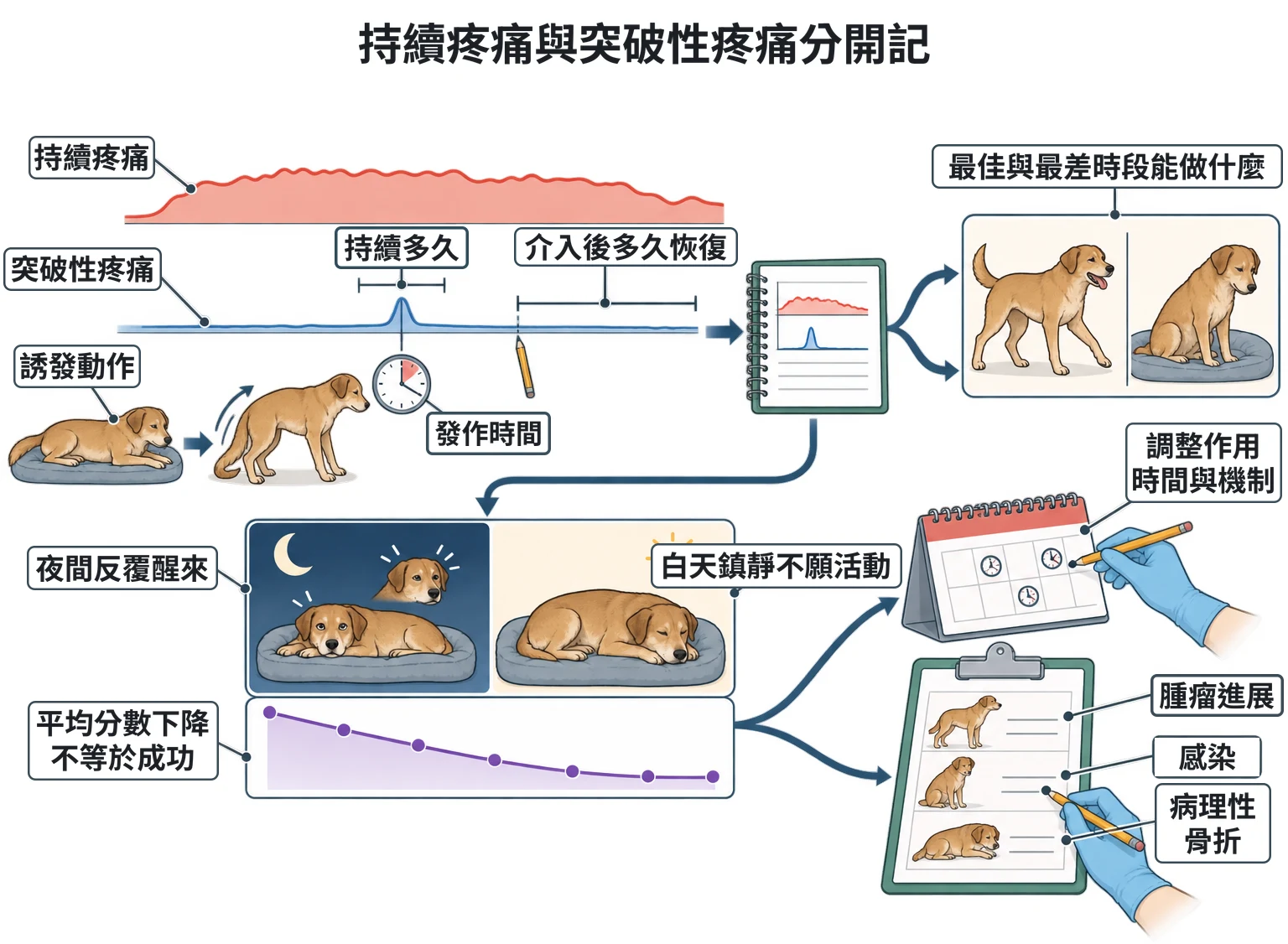 持續疼痛與突破性疼痛分開記教學插圖