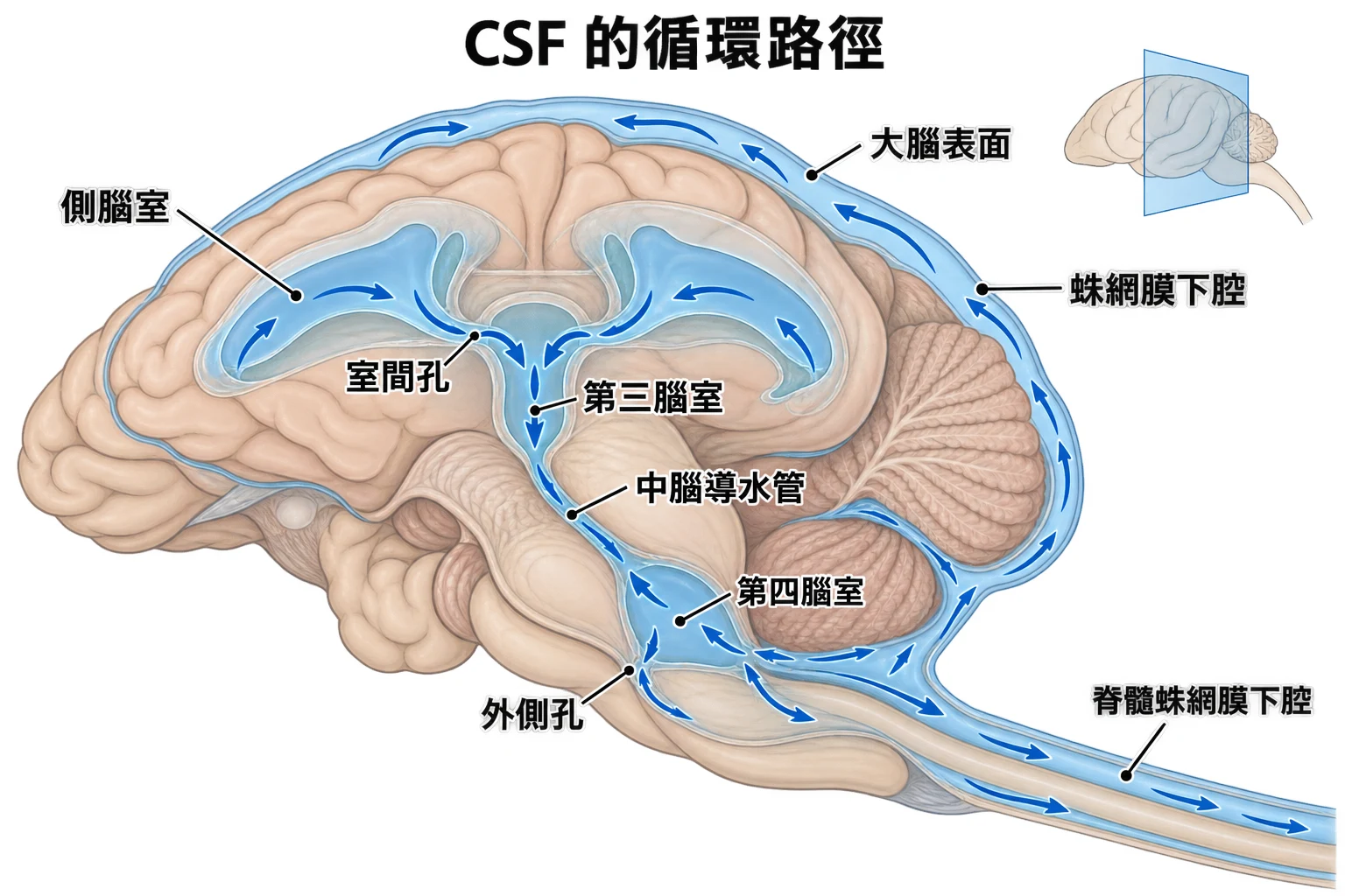 CSF 的循環路徑教學插圖