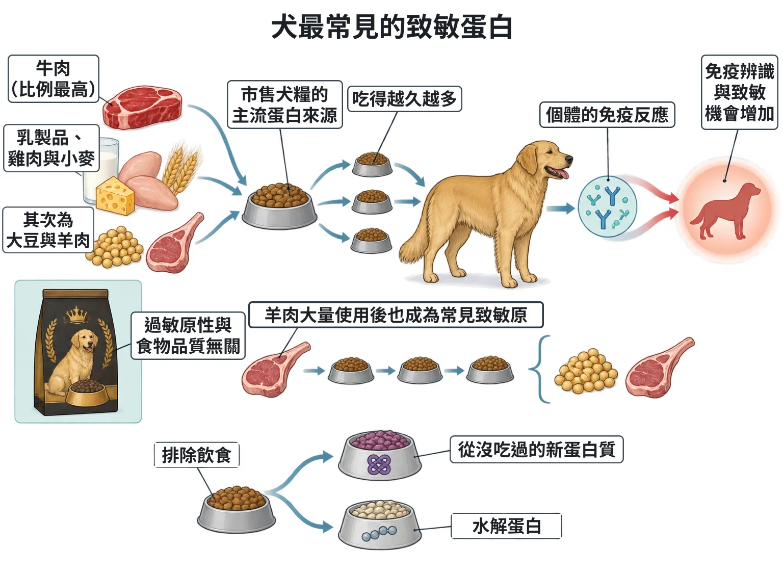 犬最常見的致敏蛋白教學插圖