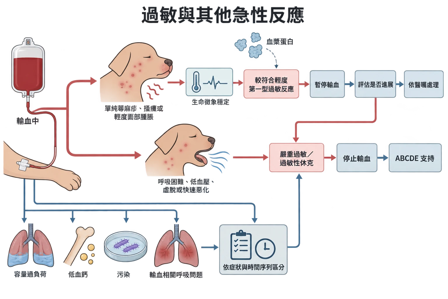 過敏與其他急性反應教學插圖