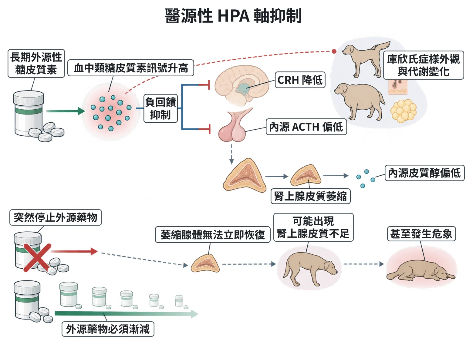 醫源性 HPA 軸抑制教學插圖