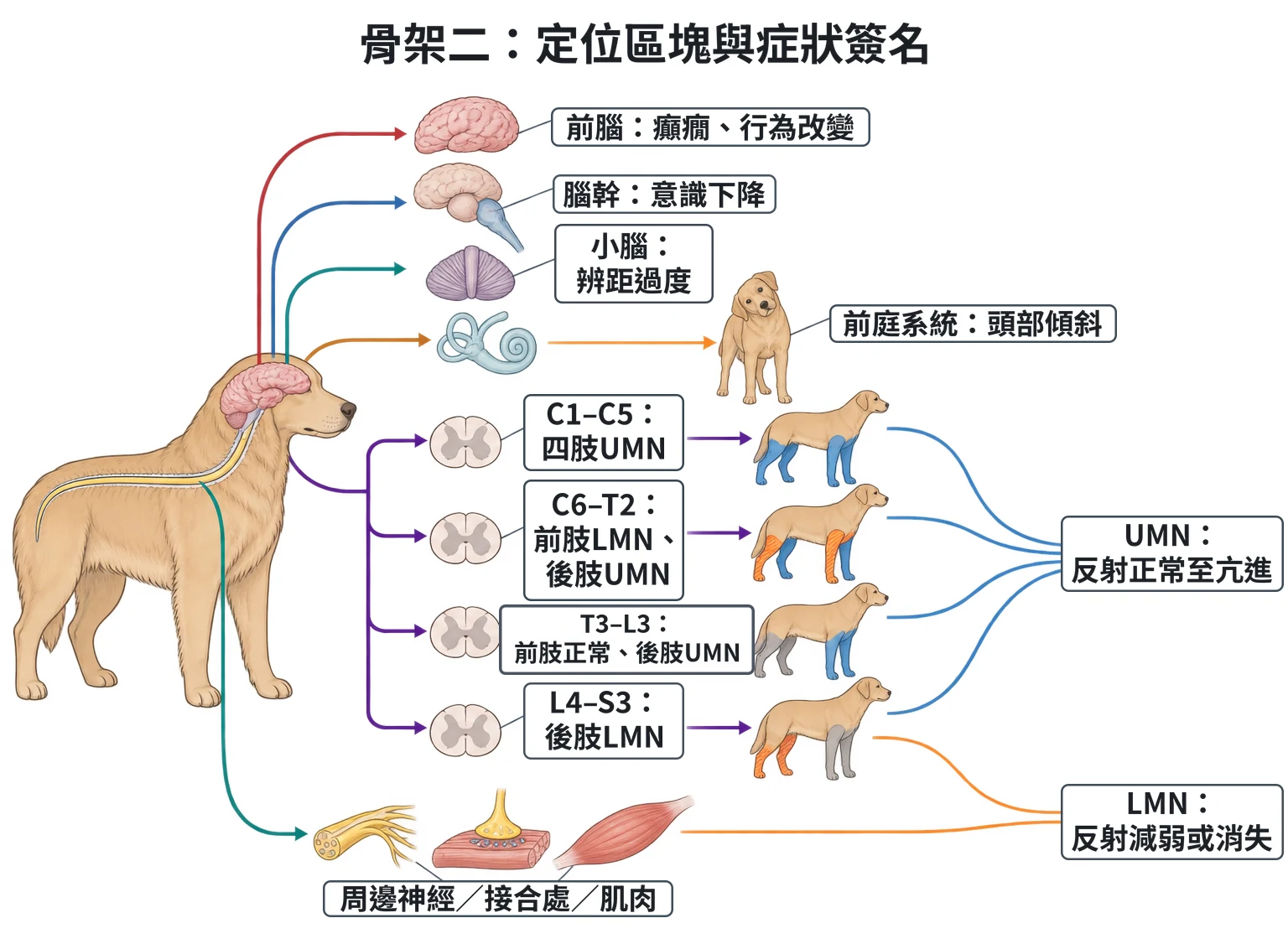 骨架二:定位區塊與症狀簽名教學插圖