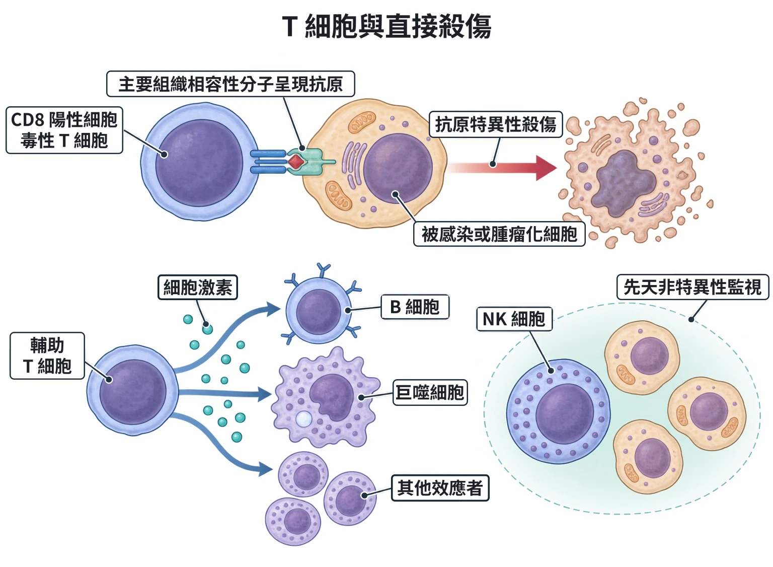 T 細胞與直接殺傷教學插圖