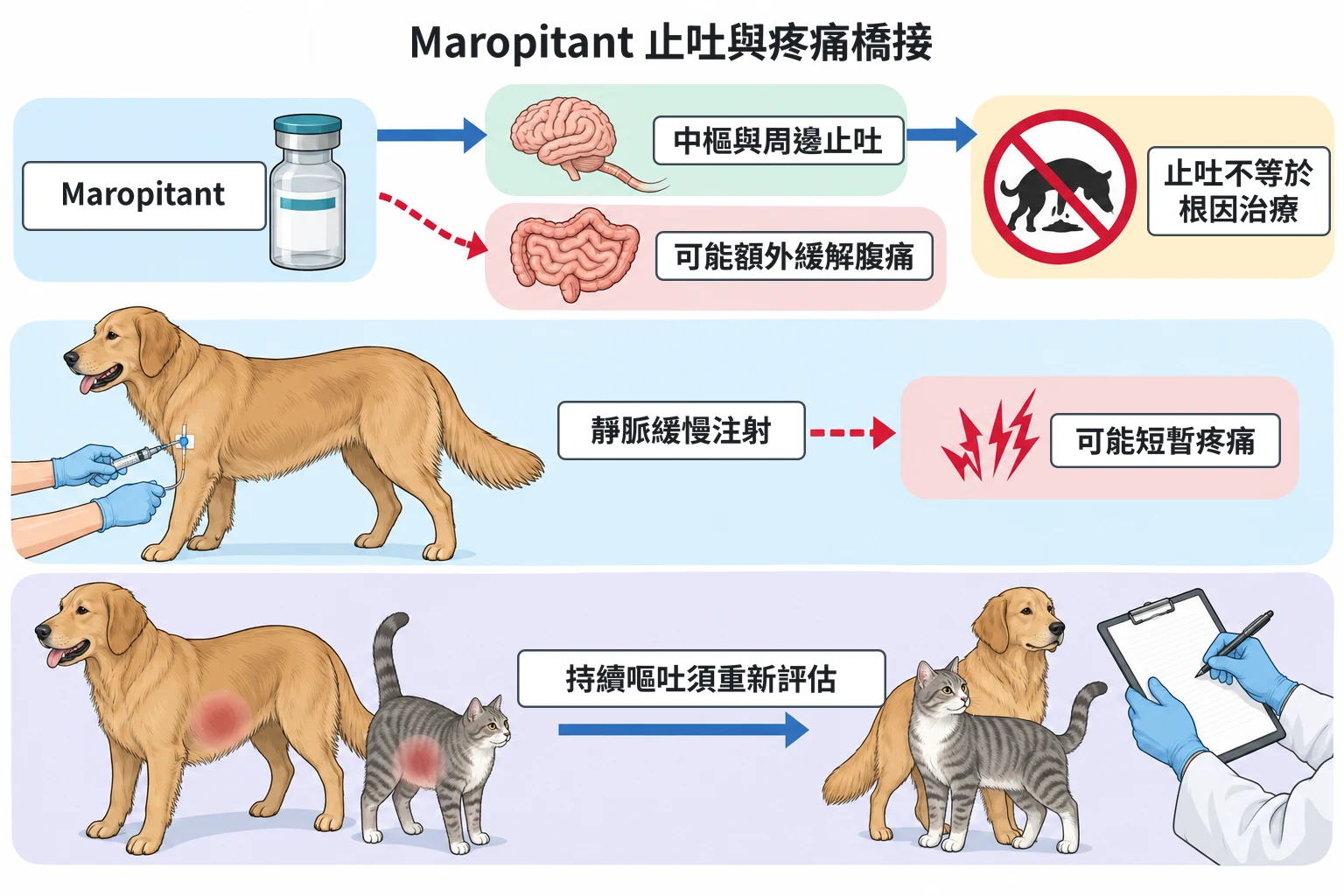 Maropitant 止吐與疼痛橋接教學插圖