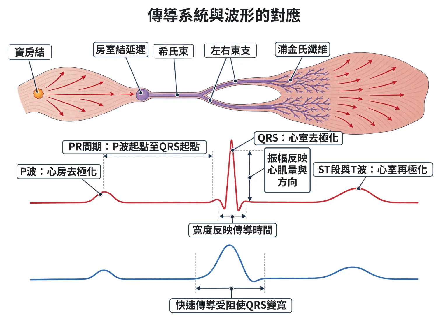 傳導系統與波形的對應教學插圖