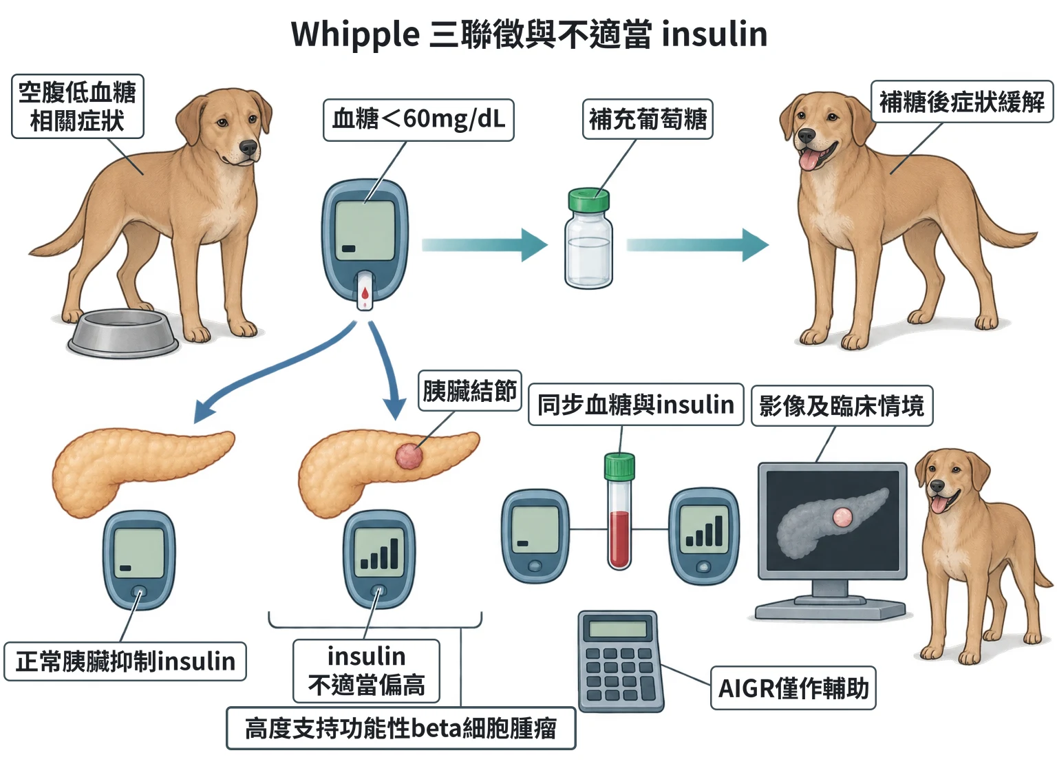 Whipple 三聯徵與不適當 insulin教學插圖