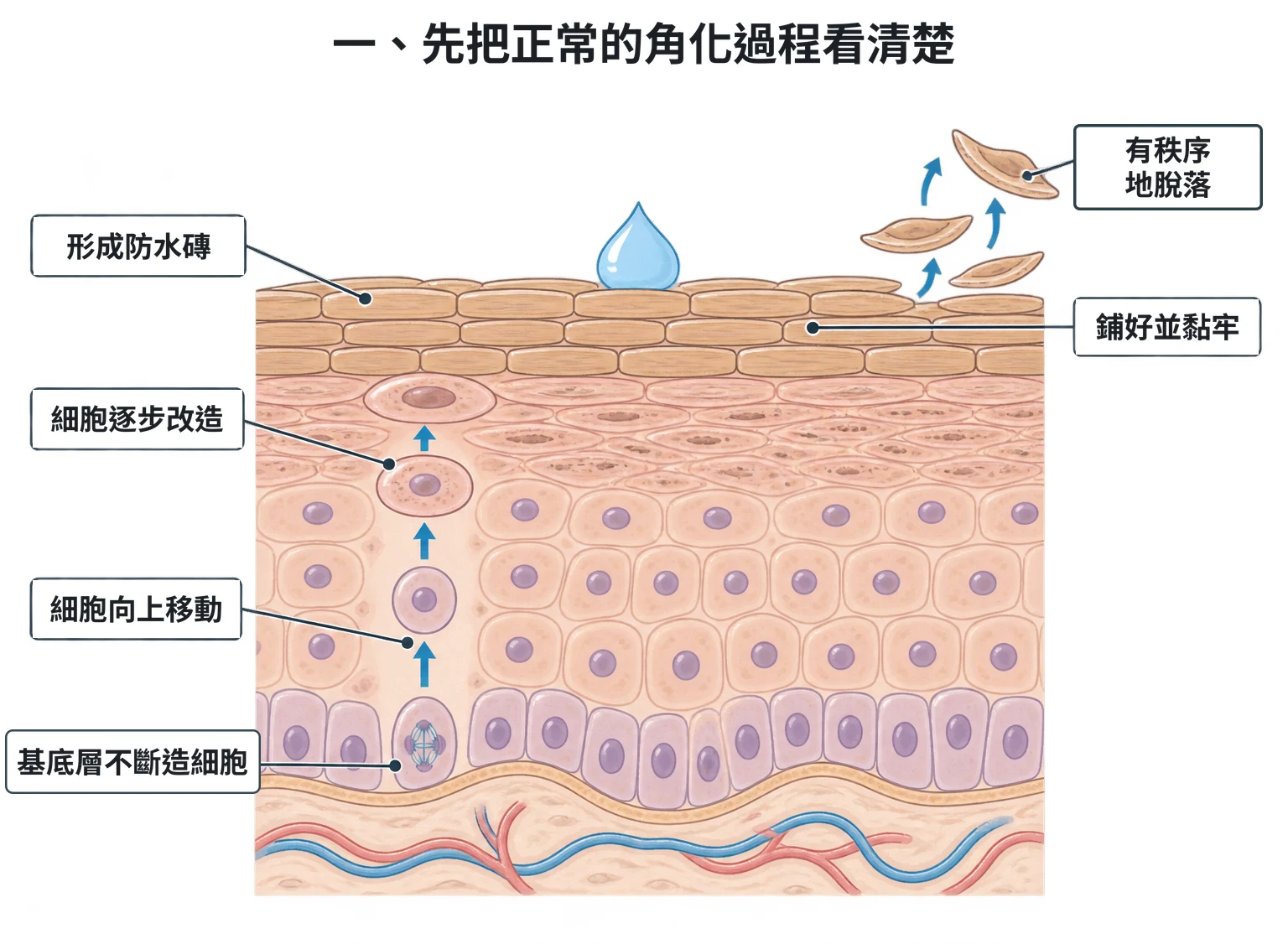 一、先把正常的角化過程看清楚教學插圖