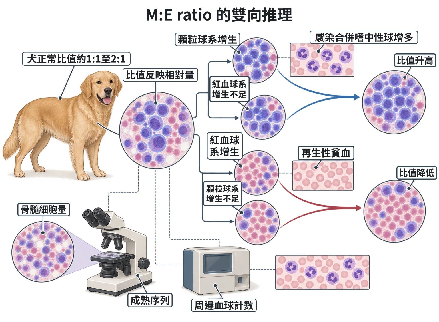 M:E ratio 的雙向推理教學插圖