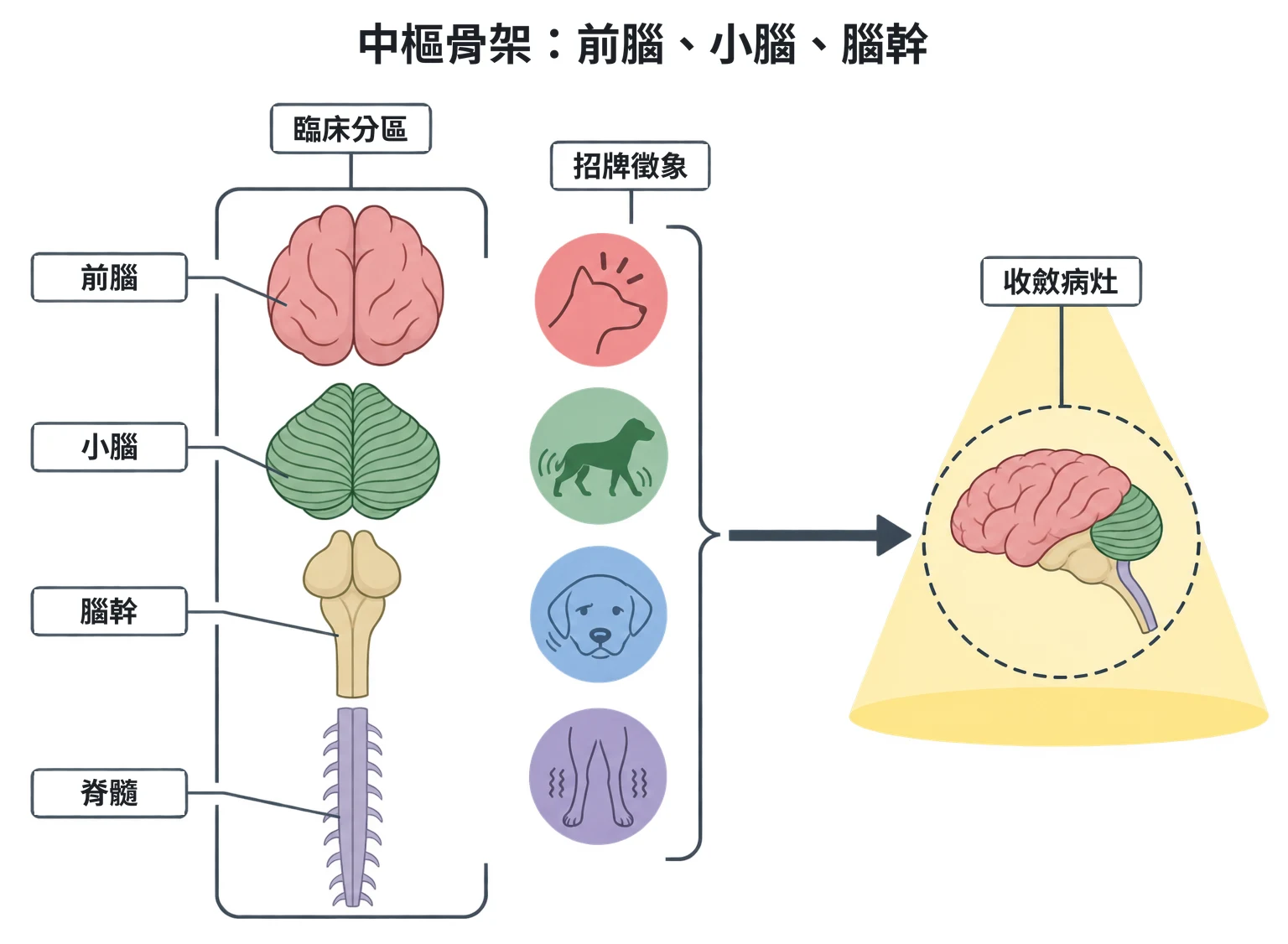 中樞骨架:前腦、小腦、腦幹教學插圖