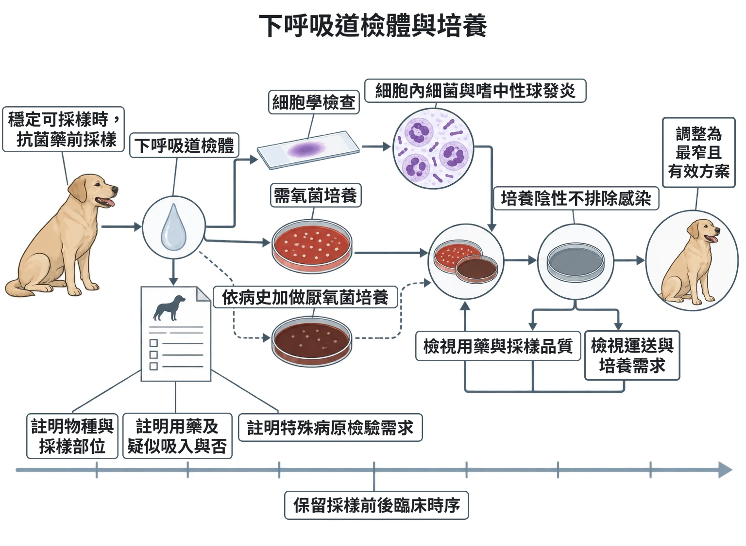下呼吸道檢體與培養教學插圖
