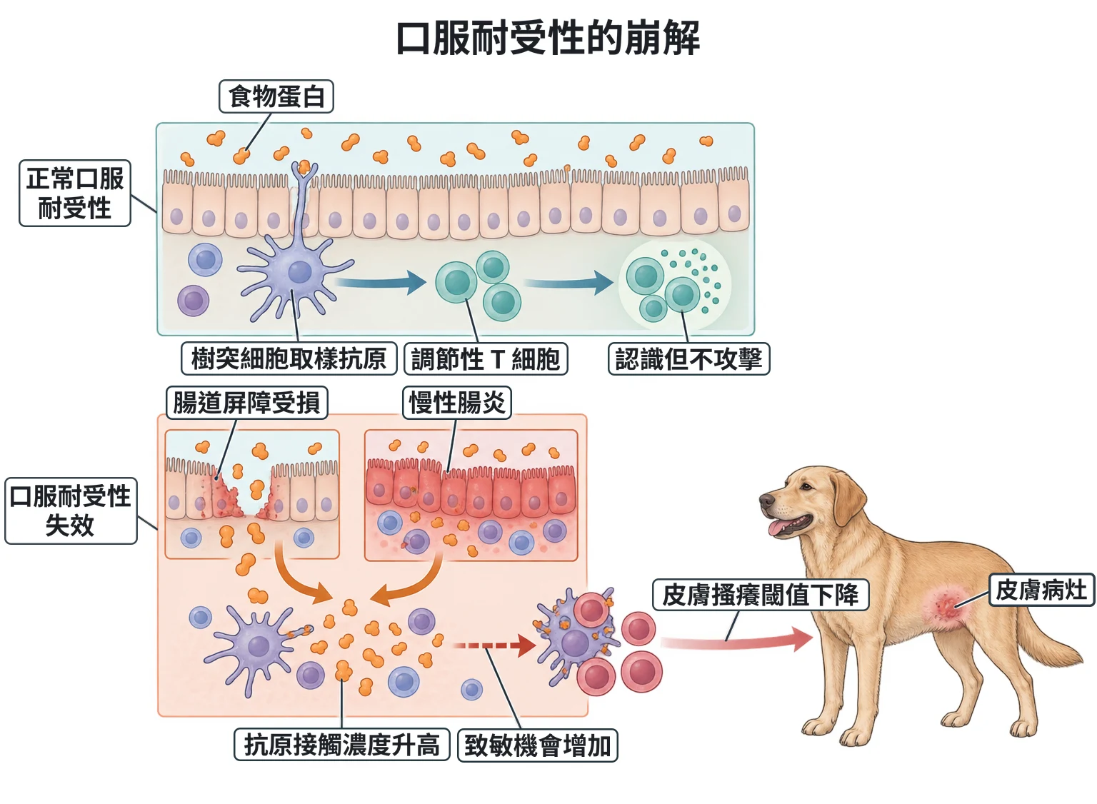 口服耐受性的崩解教學插圖