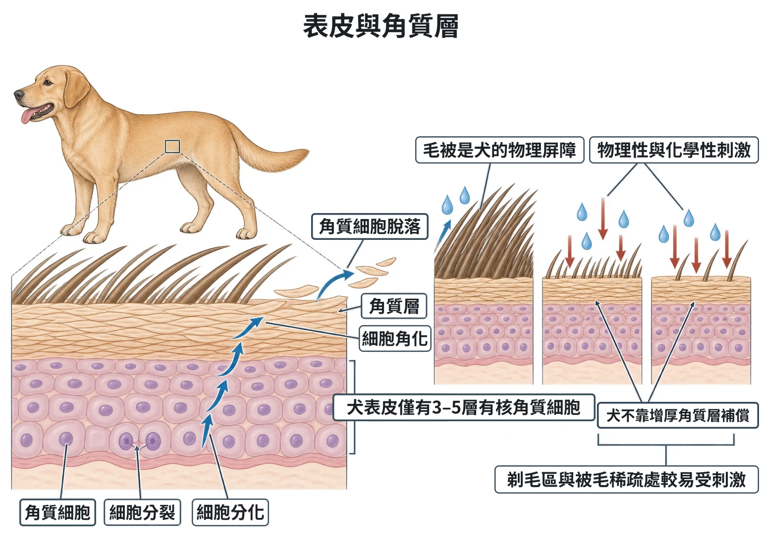 表皮與角質層教學插圖