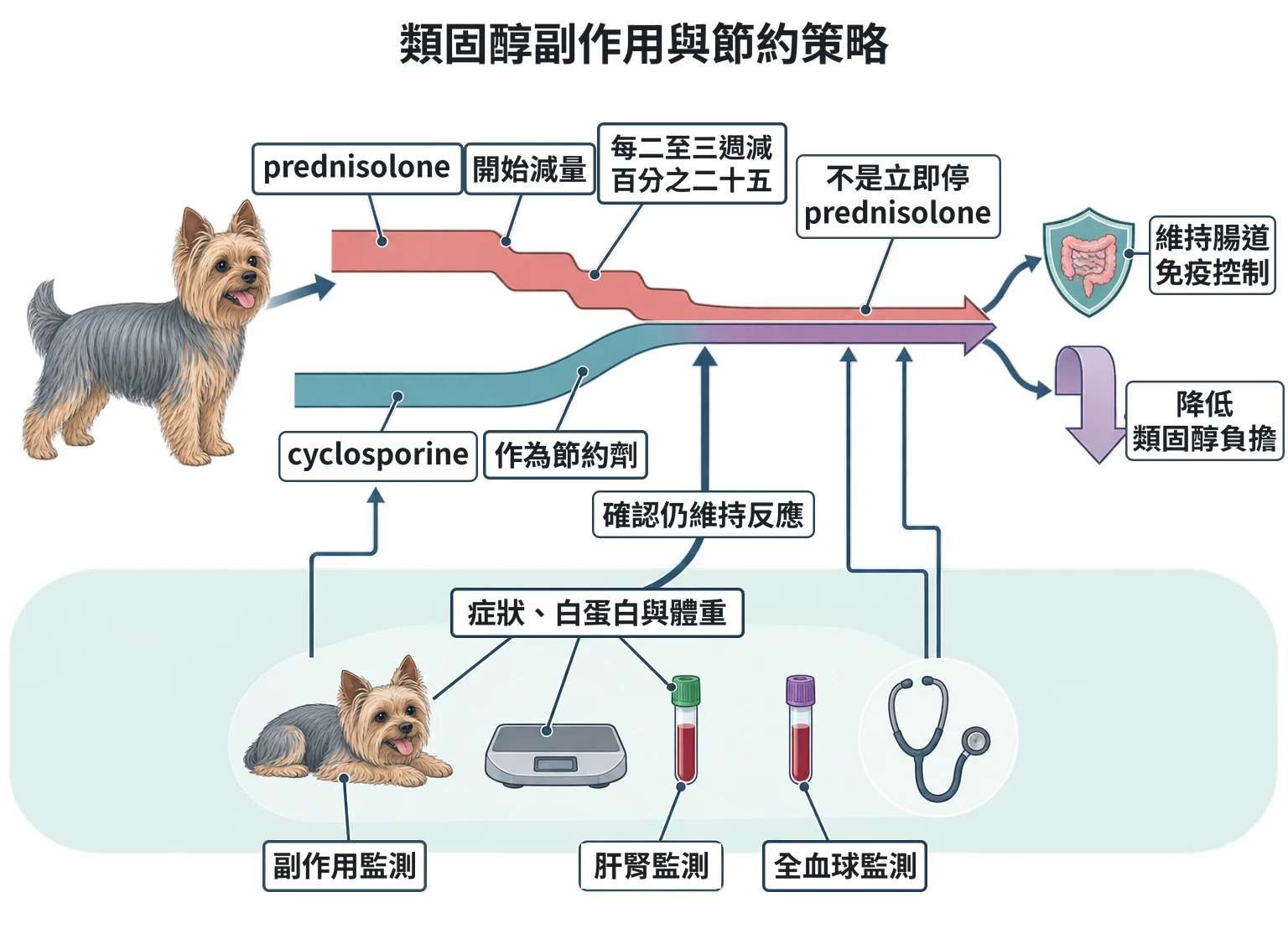 類固醇副作用與節約策略教學插圖