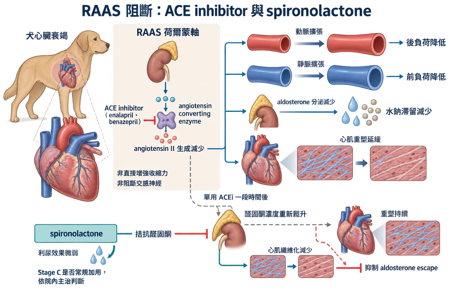 RAAS 阻斷:ACE inhibitor 與 spironolactone教學插圖