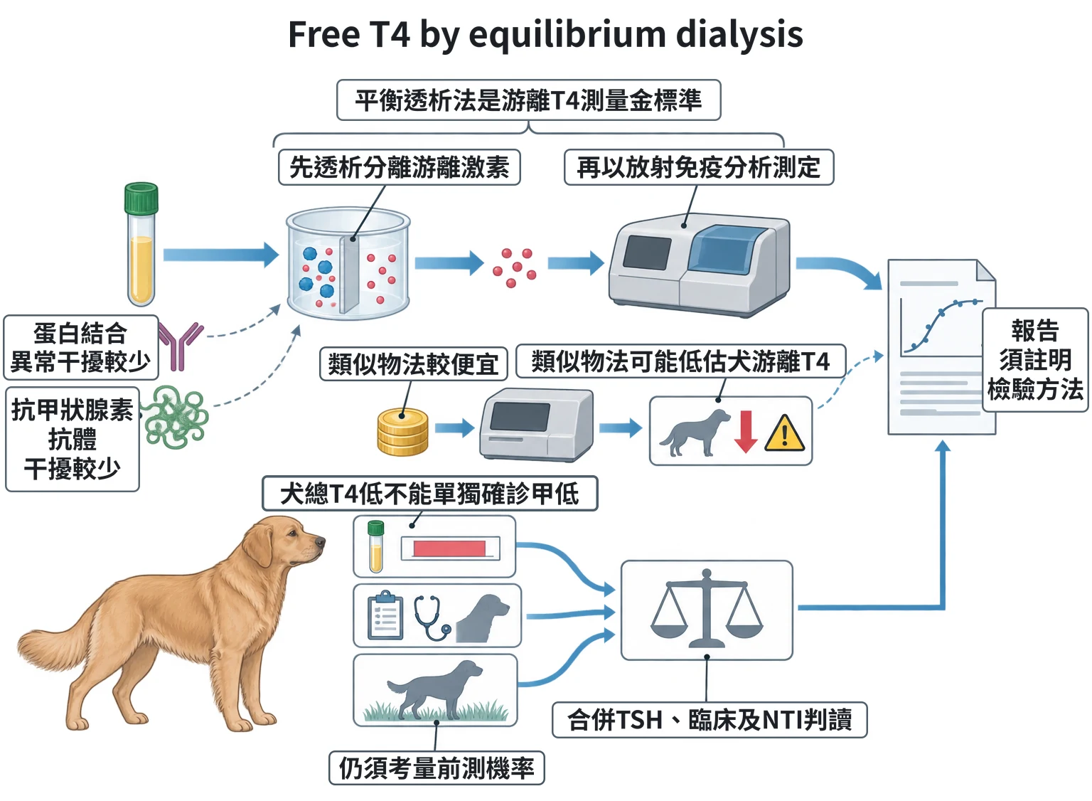 Free T4 by equilibrium dialysis教學插圖