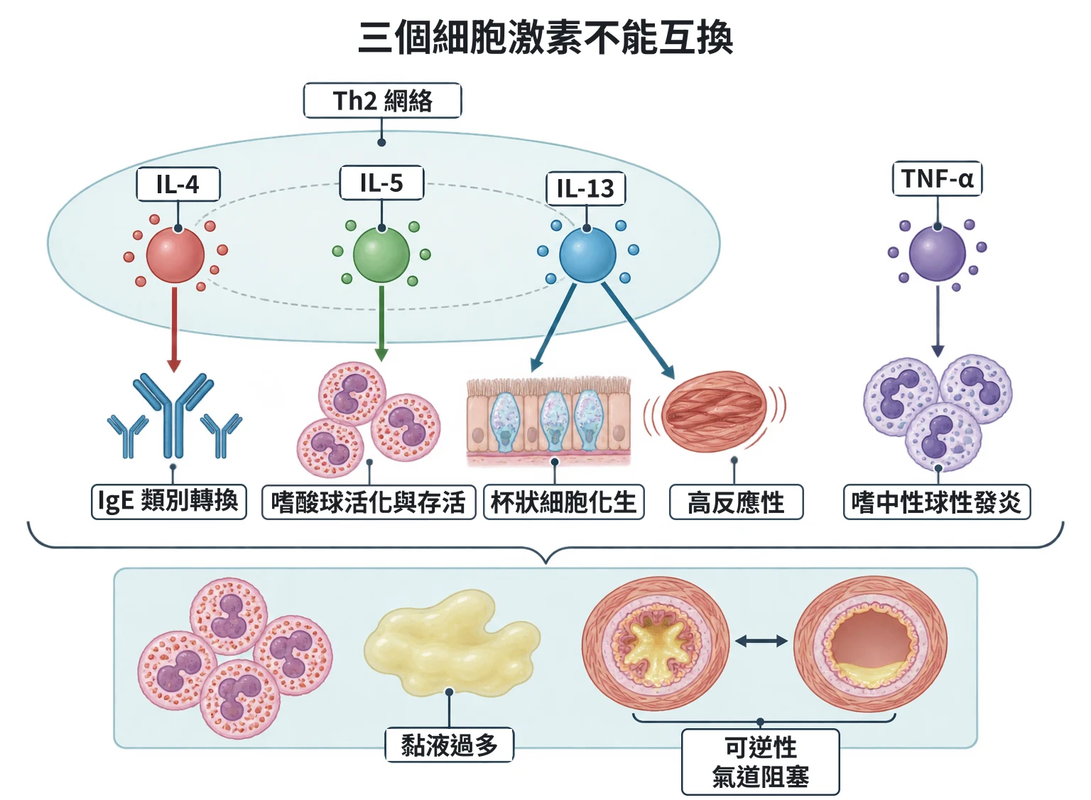 三個細胞激素不能互換教學插圖