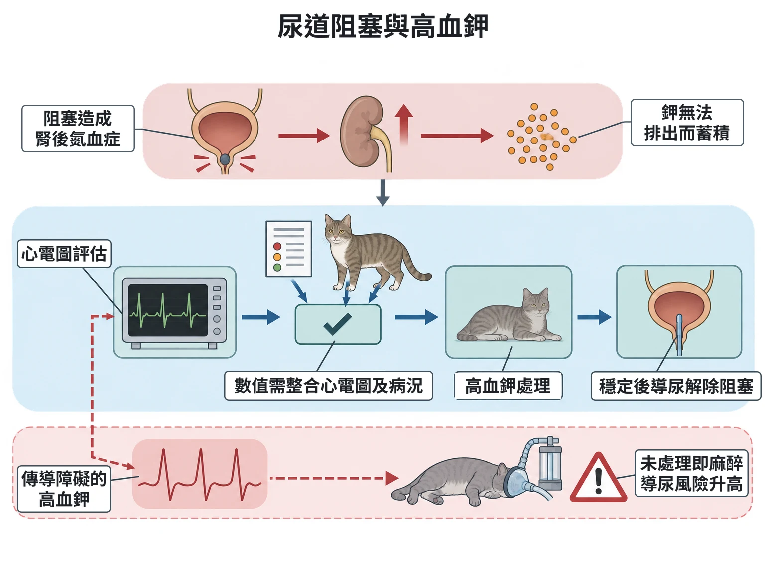 尿道阻塞與高血鉀教學插圖