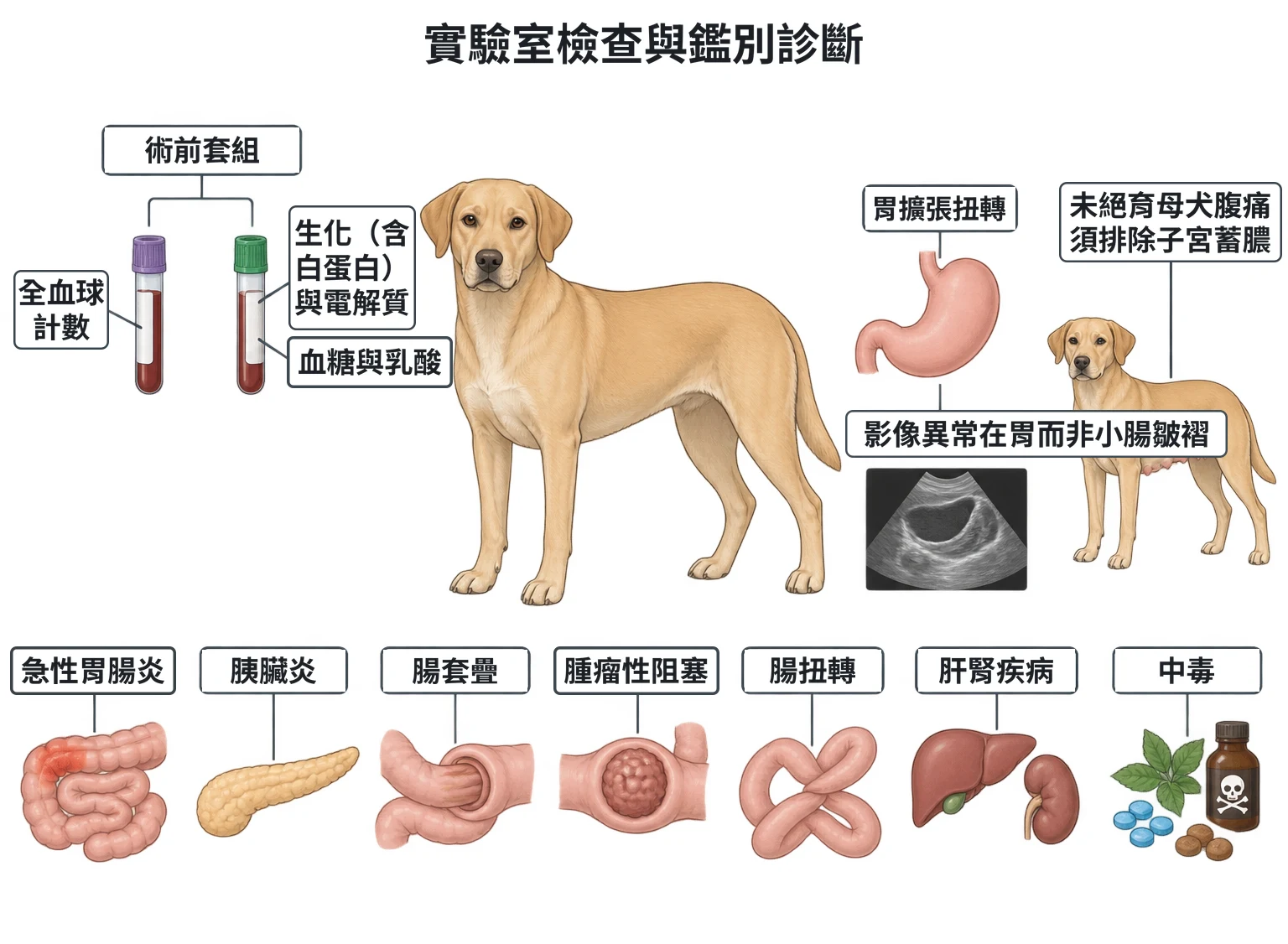 實驗室檢查與鑑別診斷教學插圖