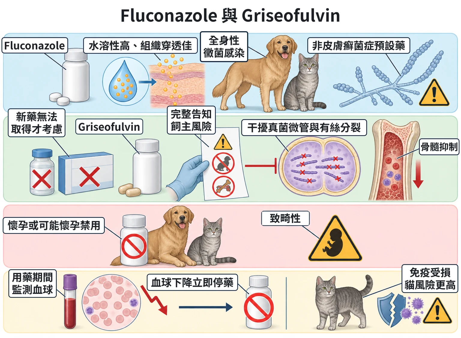 Fluconazole 與 Griseofulvin教學插圖