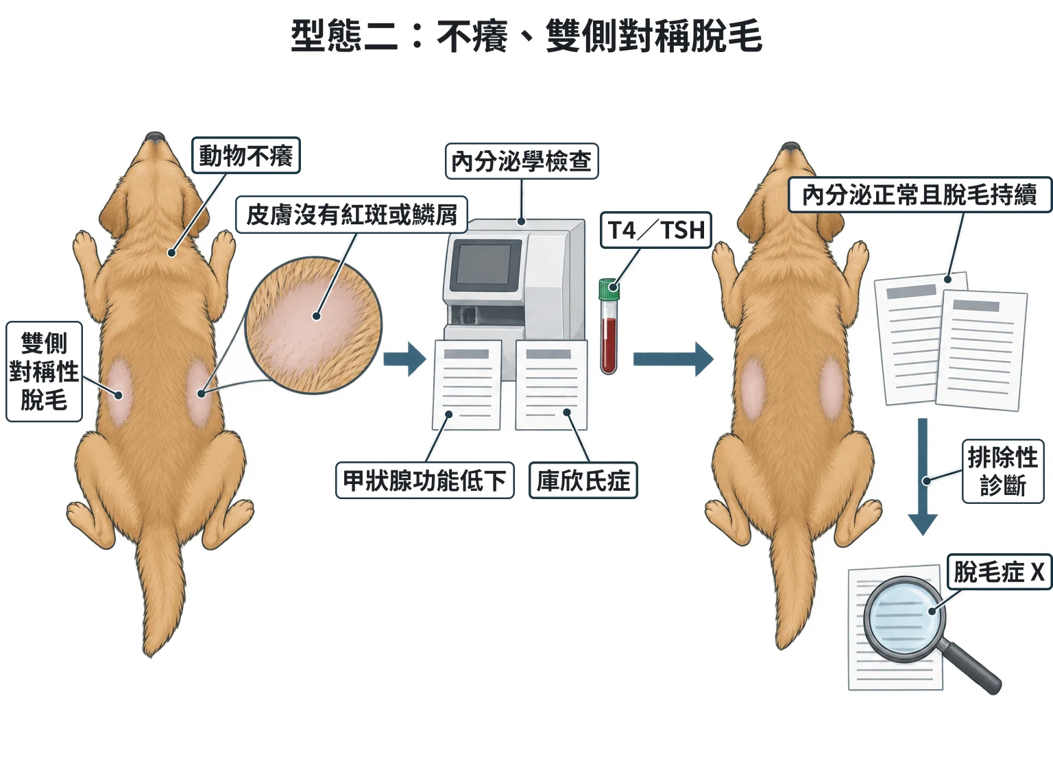 型態二:不癢、雙側對稱脫毛教學插圖