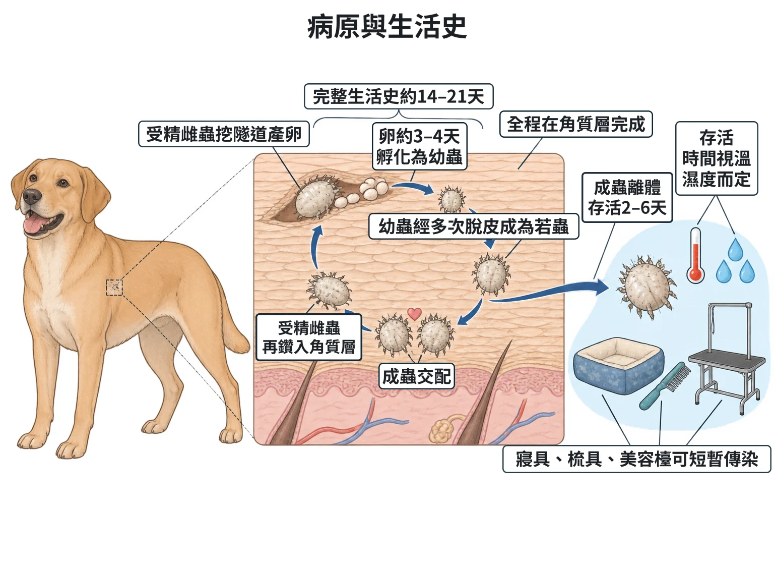 病原與生活史教學插圖