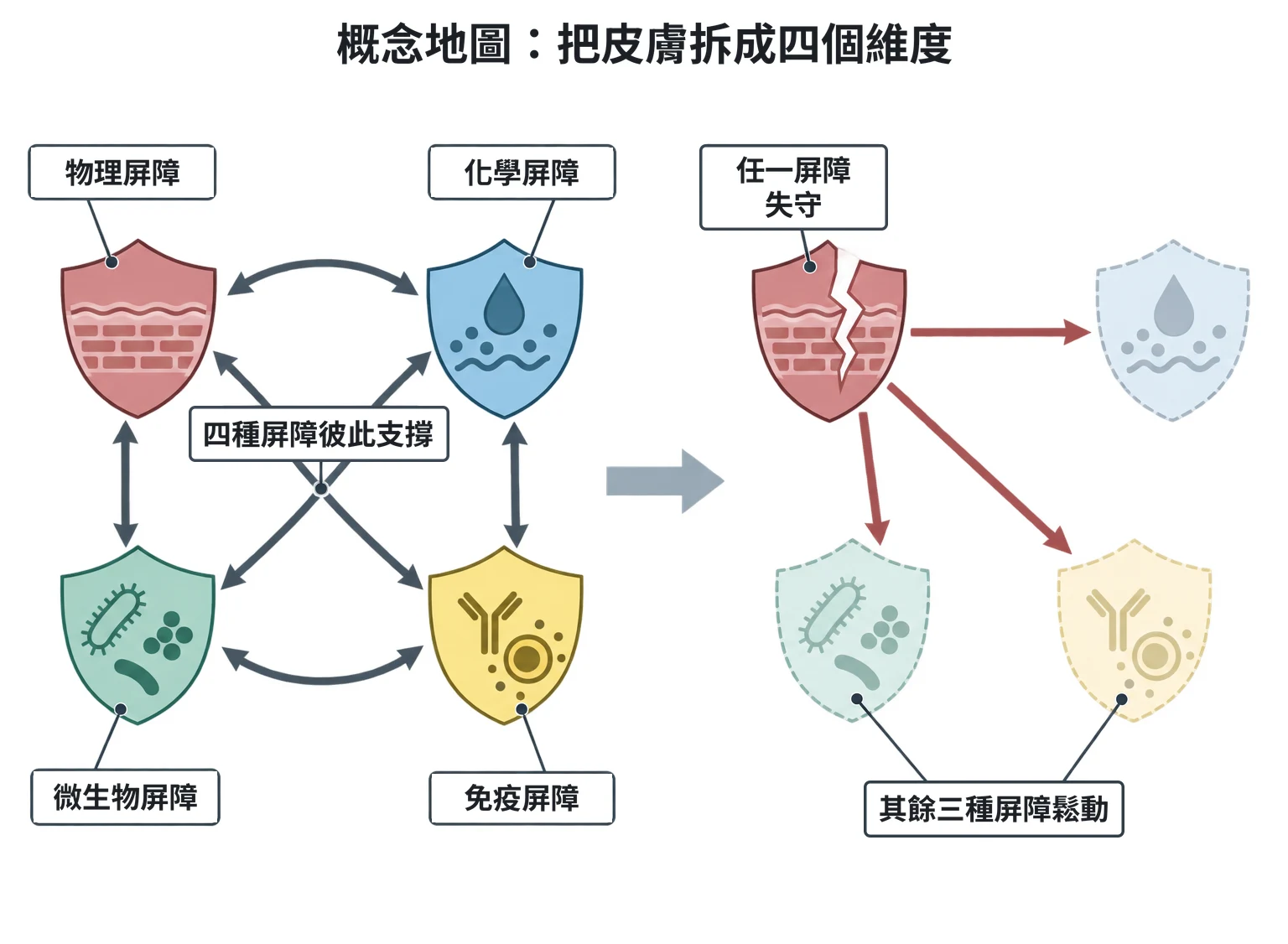 概念地圖:把皮膚拆成四個維度教學插圖