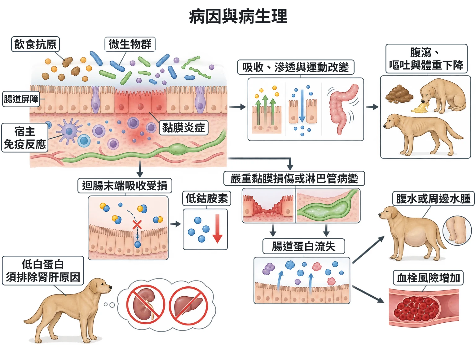 病因與病生理教學插圖