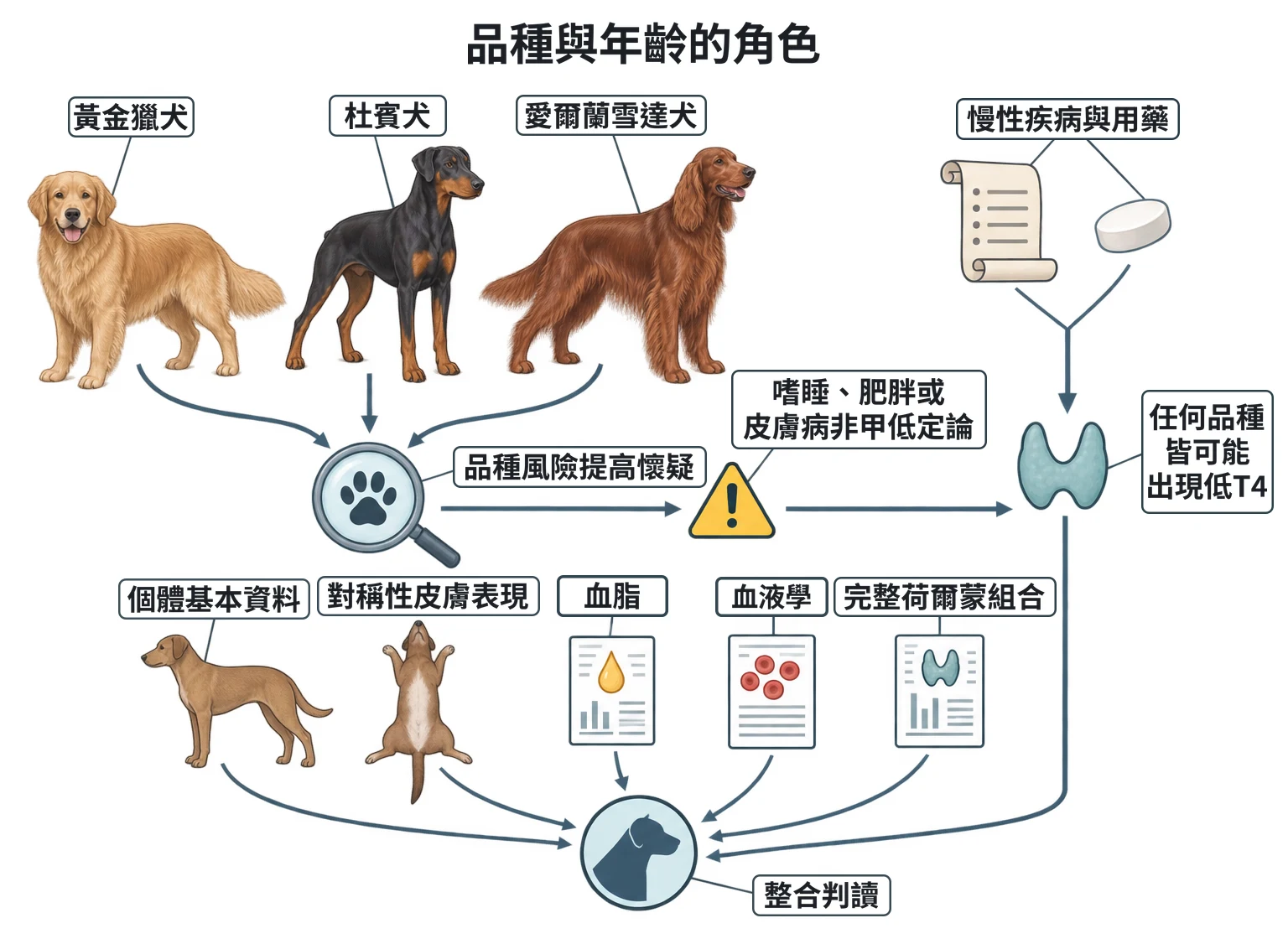 品種與年齡的角色教學插圖