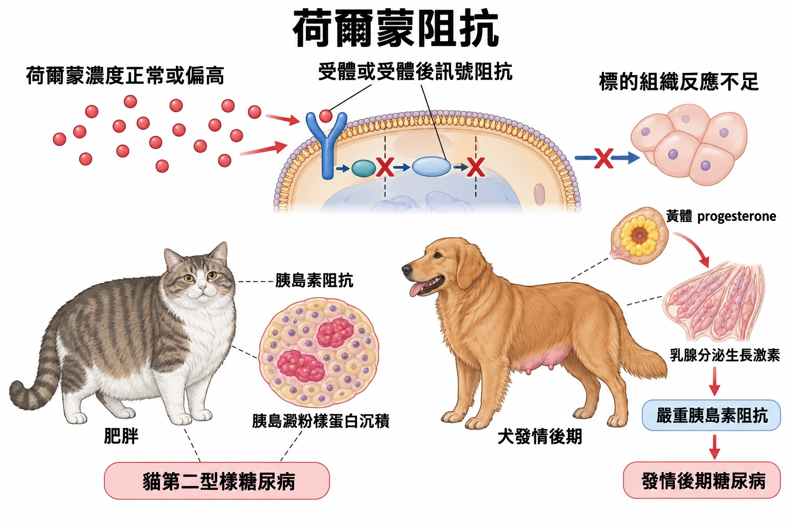荷爾蒙阻抗教學插圖