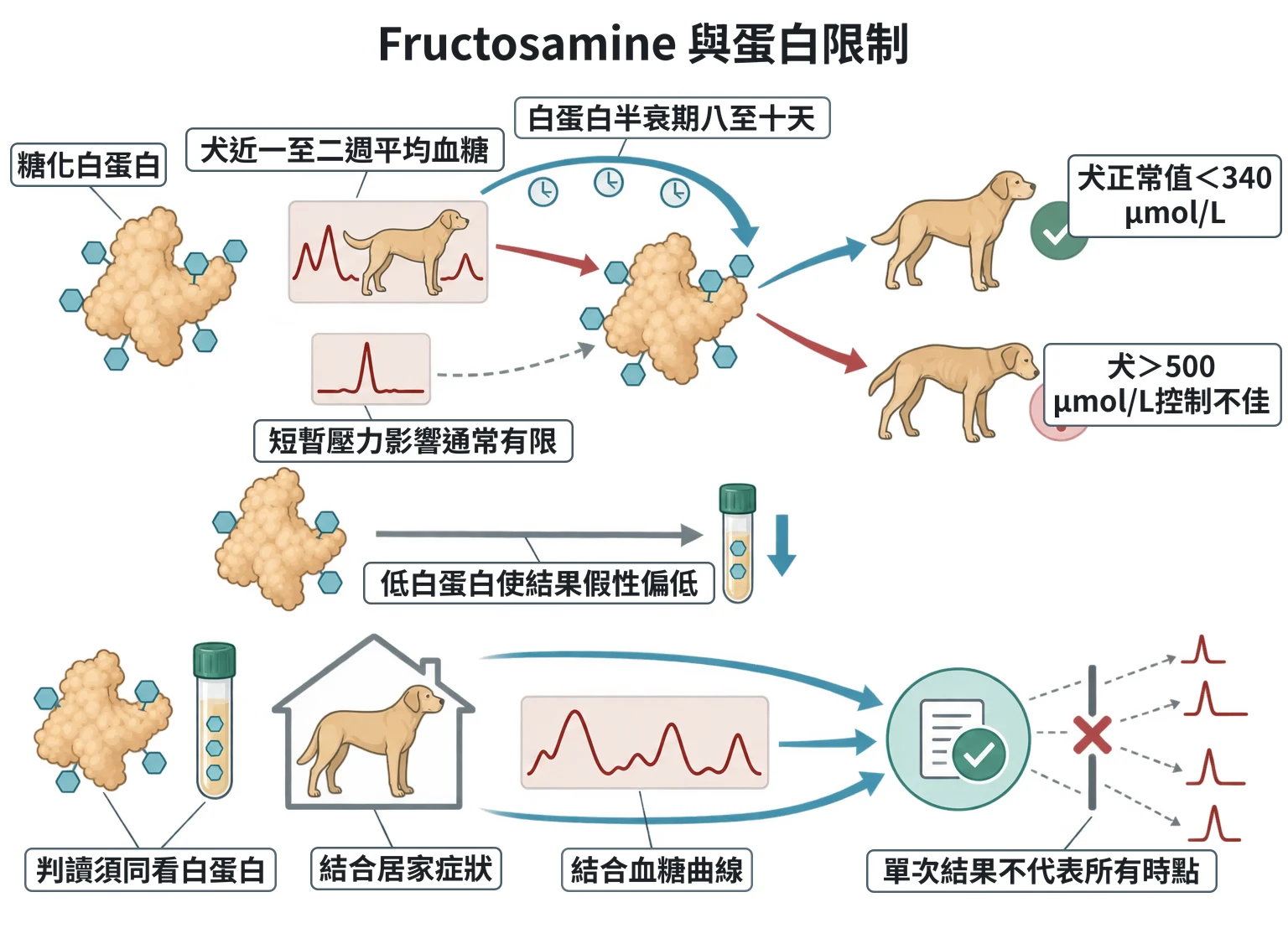 Fructosamine 與蛋白限制教學插圖