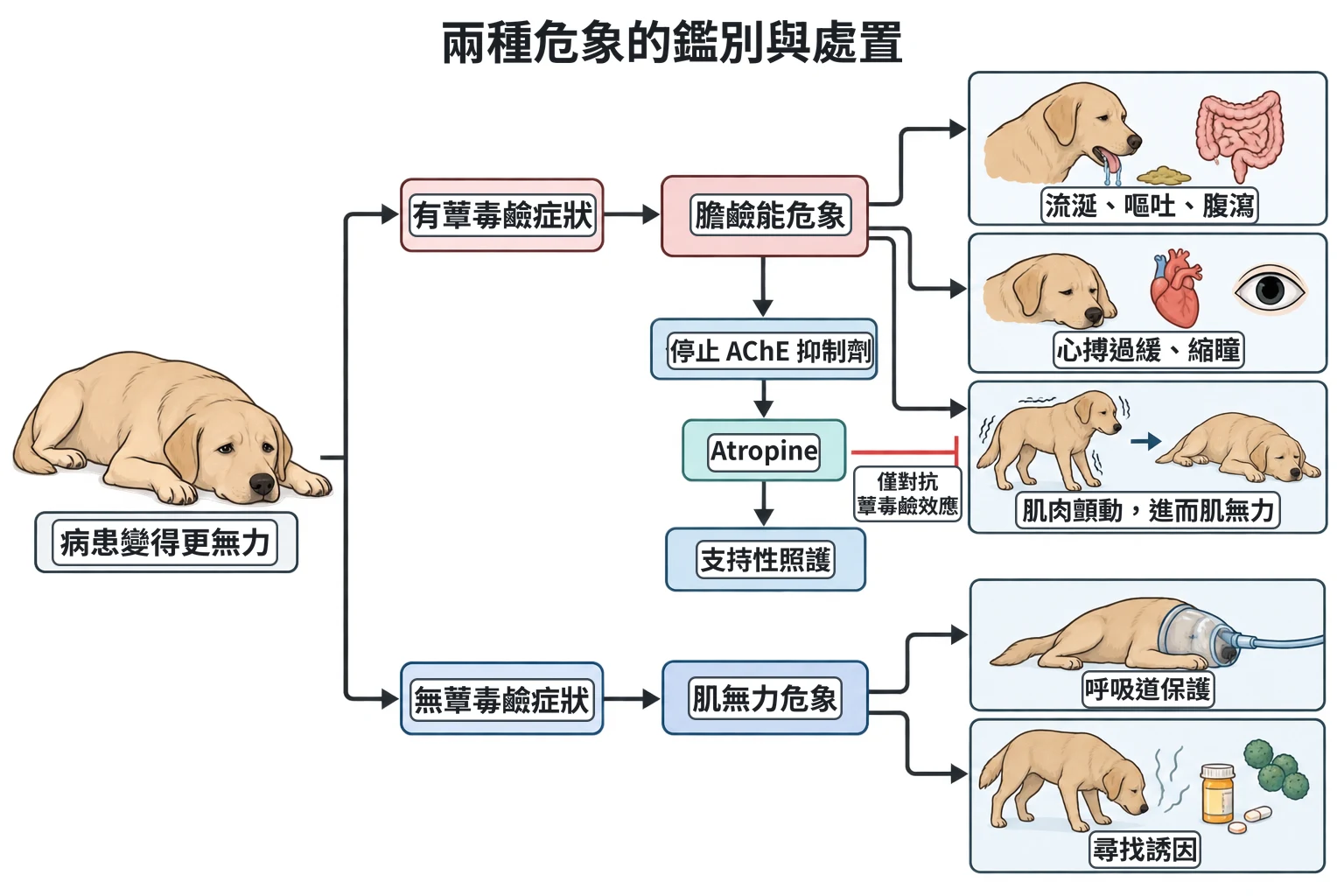 兩種危象的鑑別與處置教學插圖