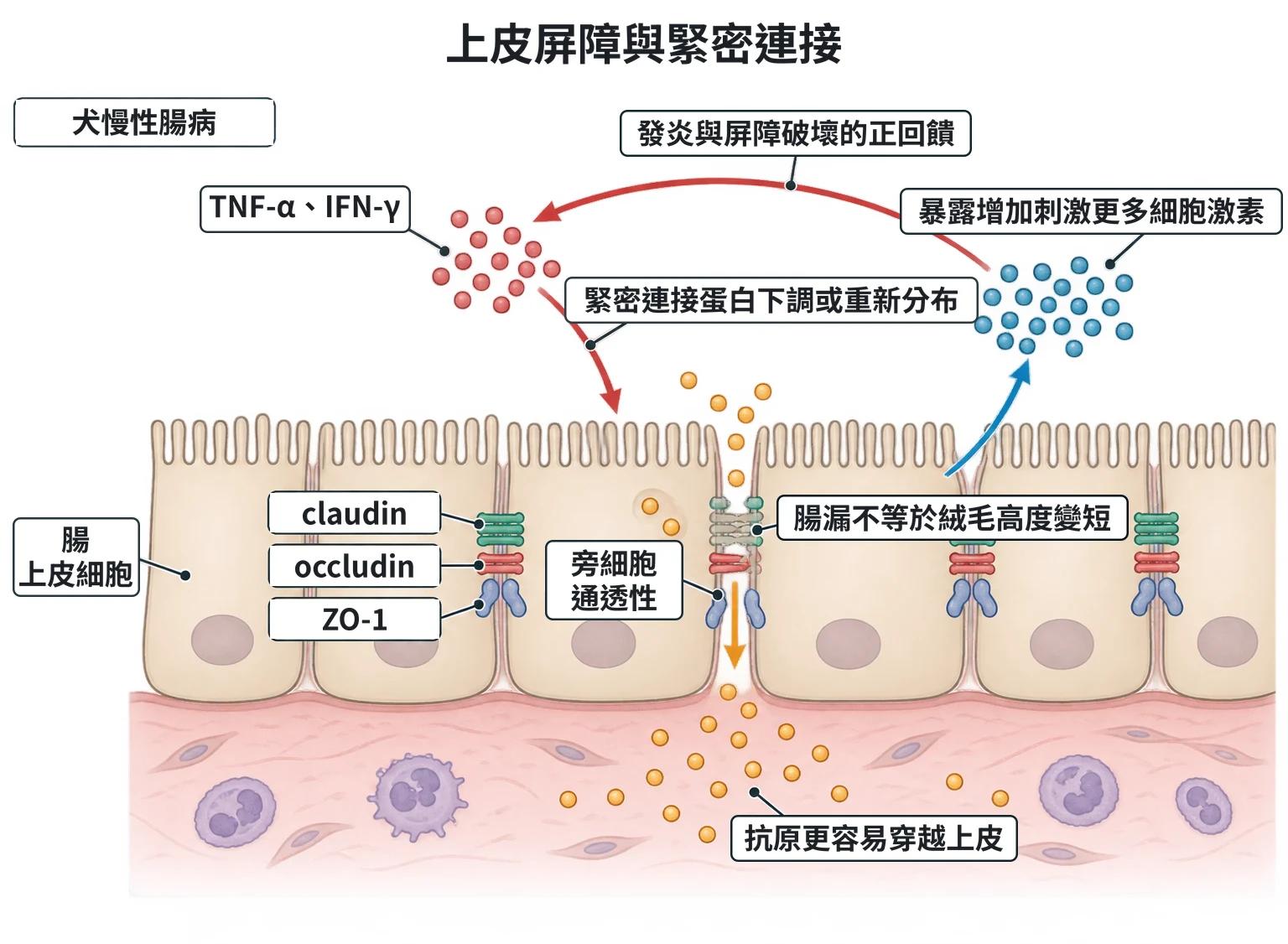 上皮屏障與緊密連接教學插圖